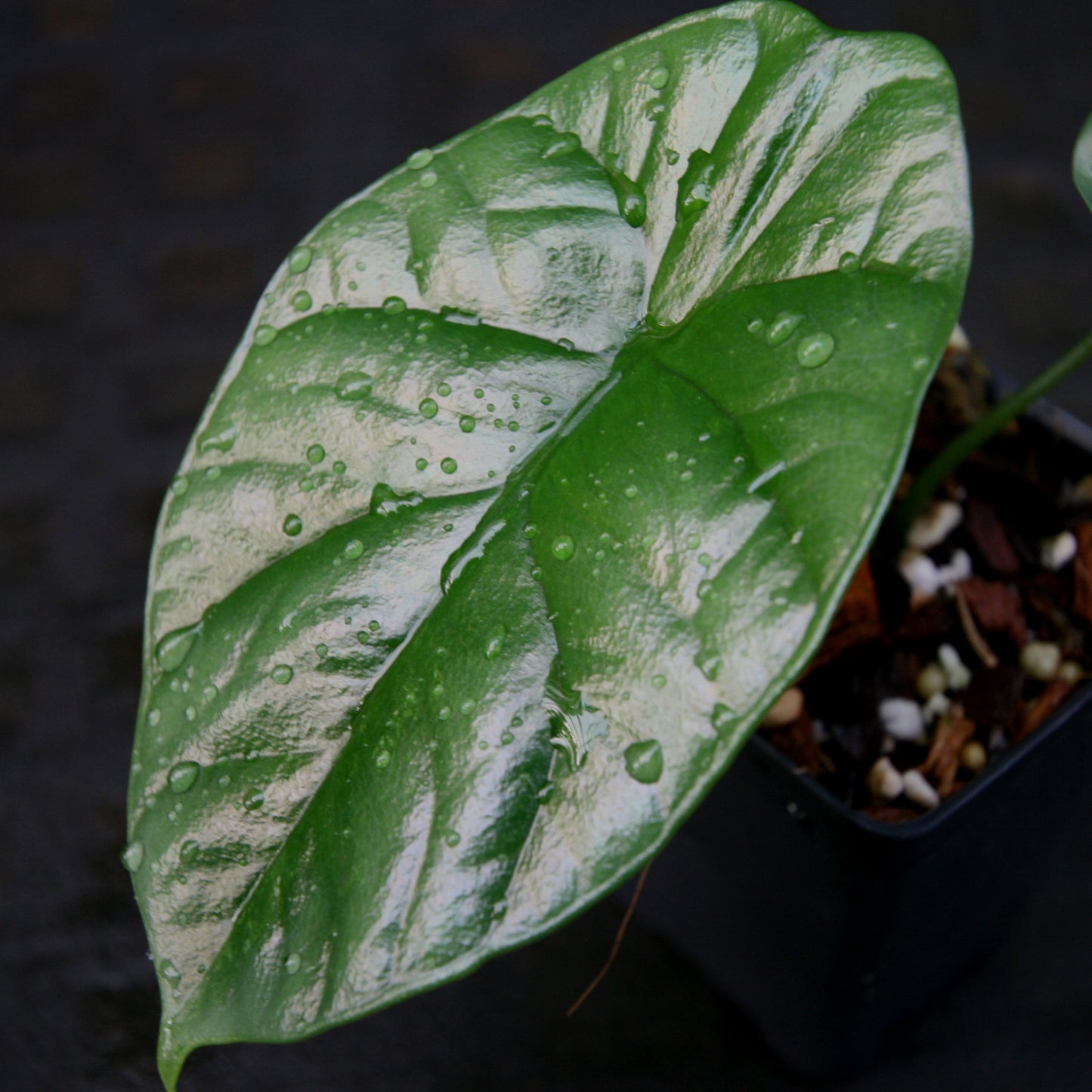 Alocasia sinuata 'Quilted Dreams'