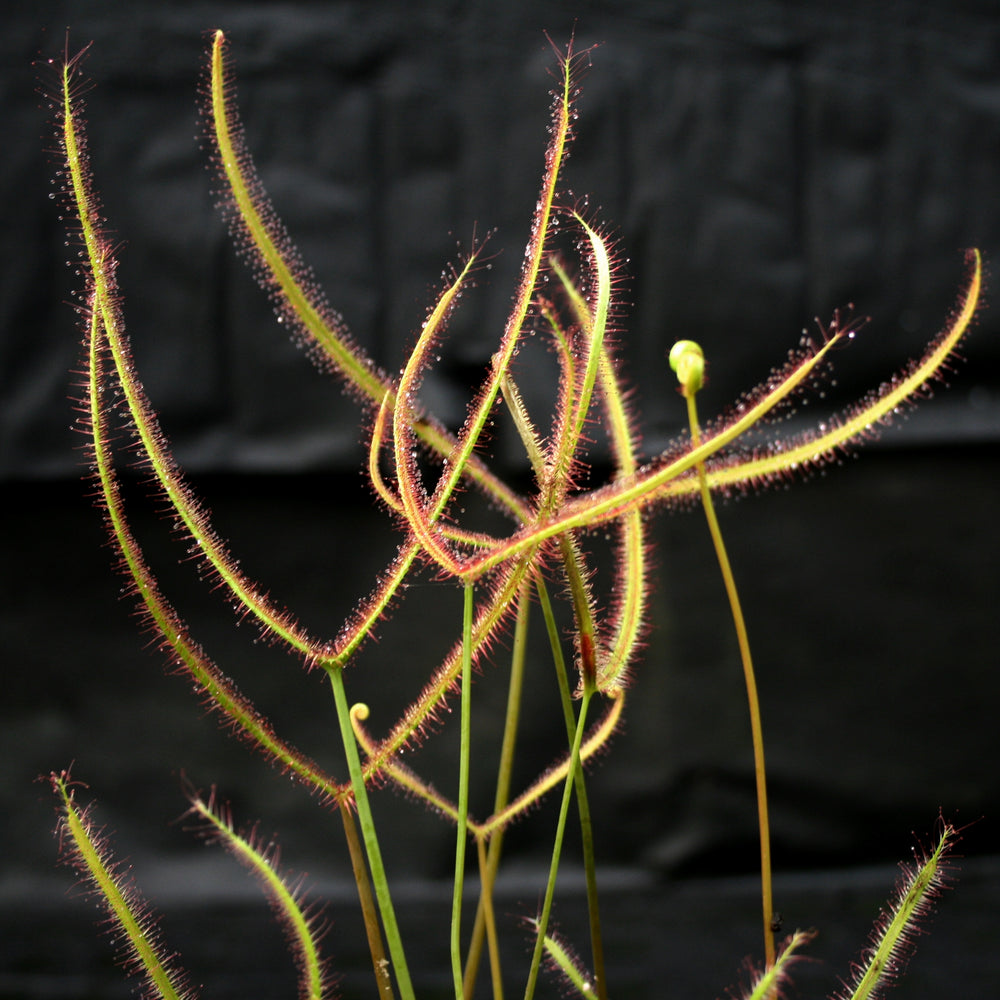 Drosera binata, Forked Sundew