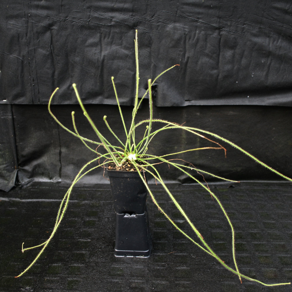 Drosera filiformis 'Giant'