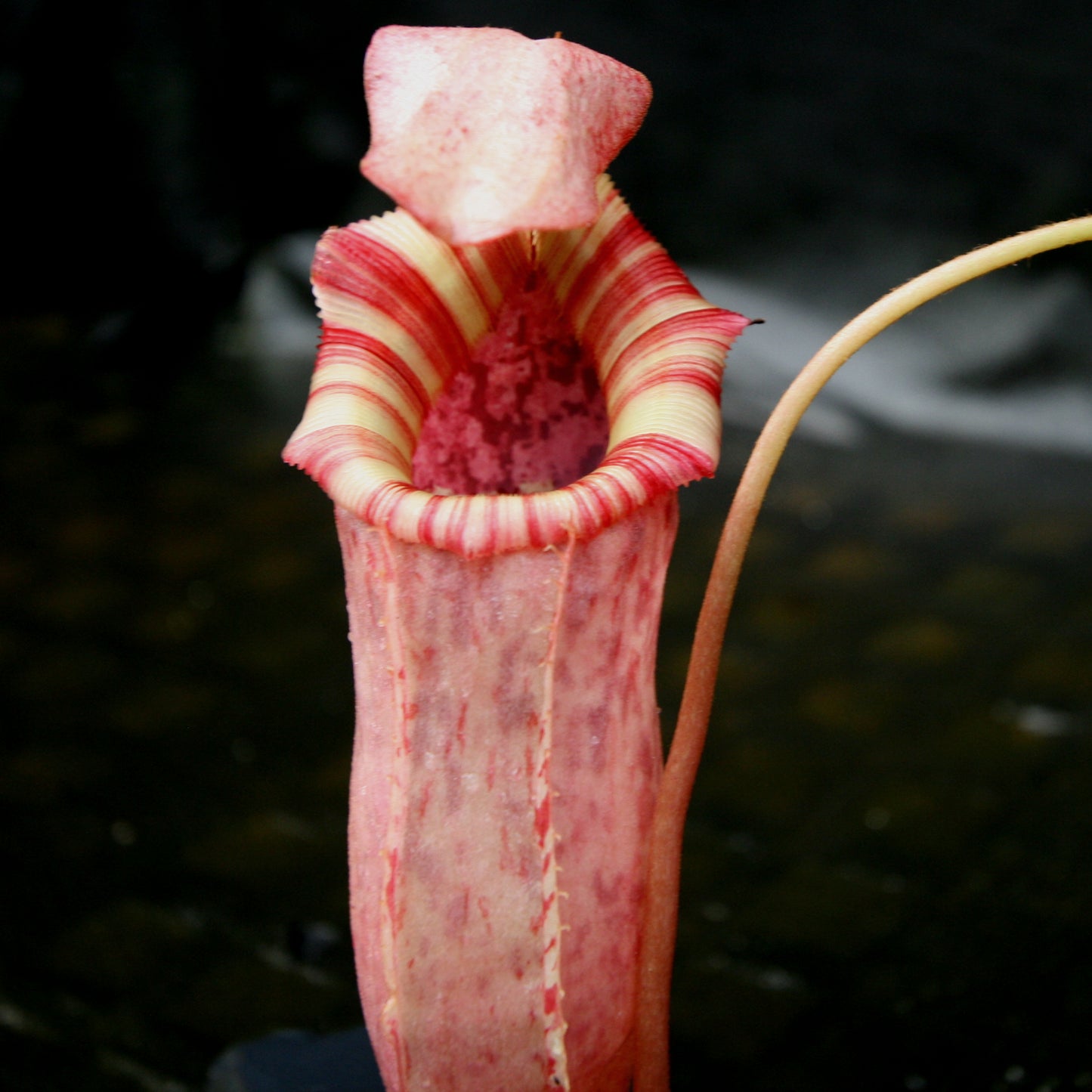 Nepenthes (ventricosa x sibuyanensis) x veitchii, BE-4034