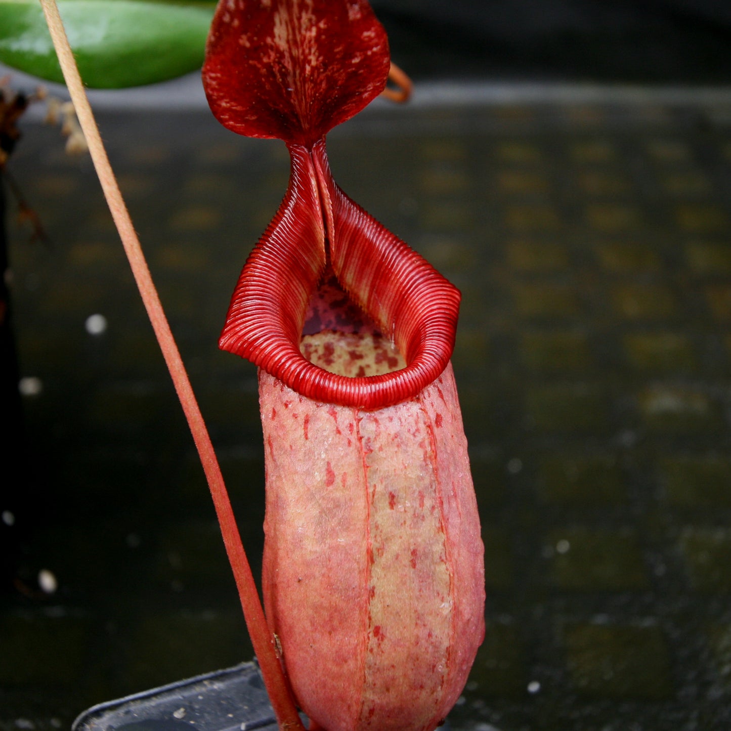 Nepenthes (ventricosa x sibuyanensis) x veitchii, BE-4034