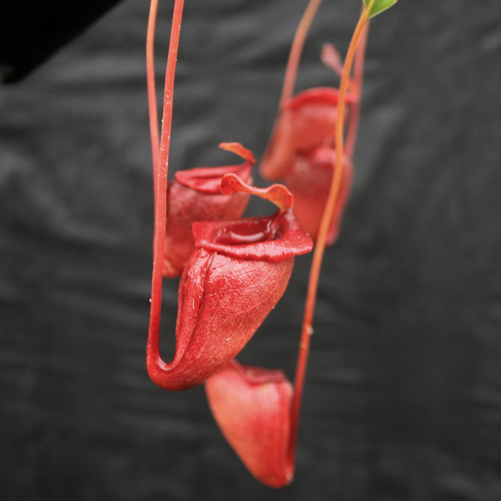 
                      
                        Nepenthes jacquelineae
                      
                    