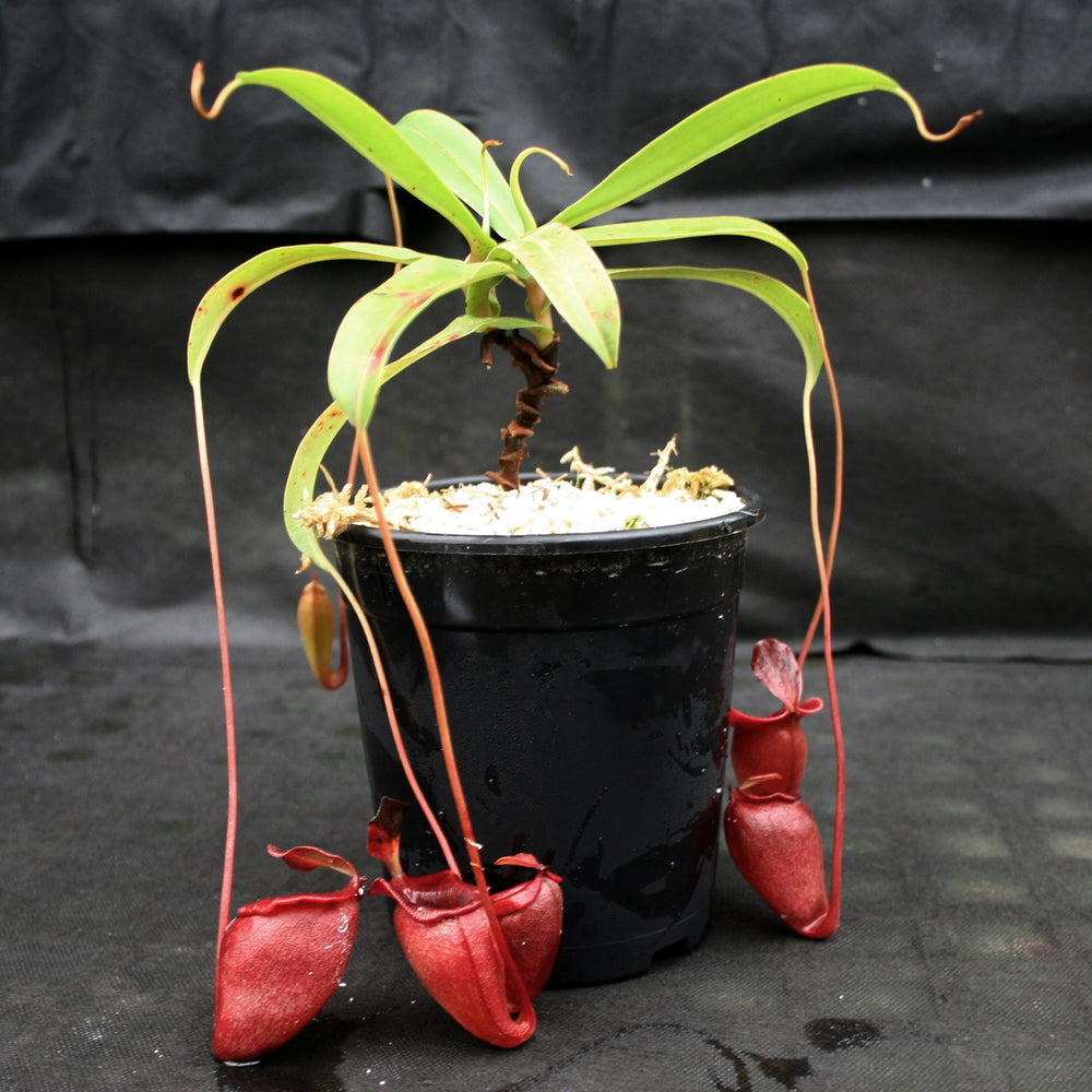 
                      
                        Nepenthes jacquelineae
                      
                    