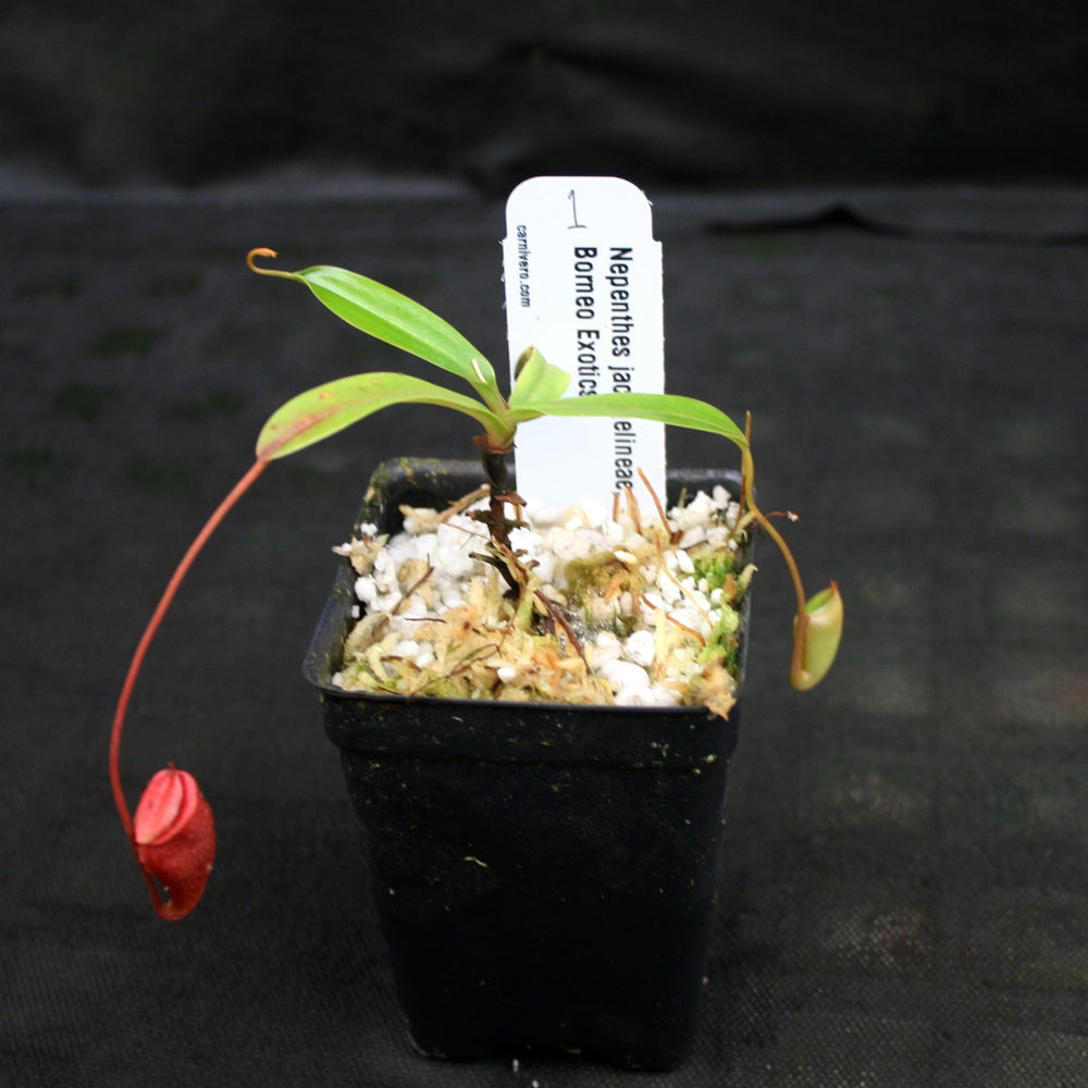 
                      
                        Nepenthes jacquelineae
                      
                    