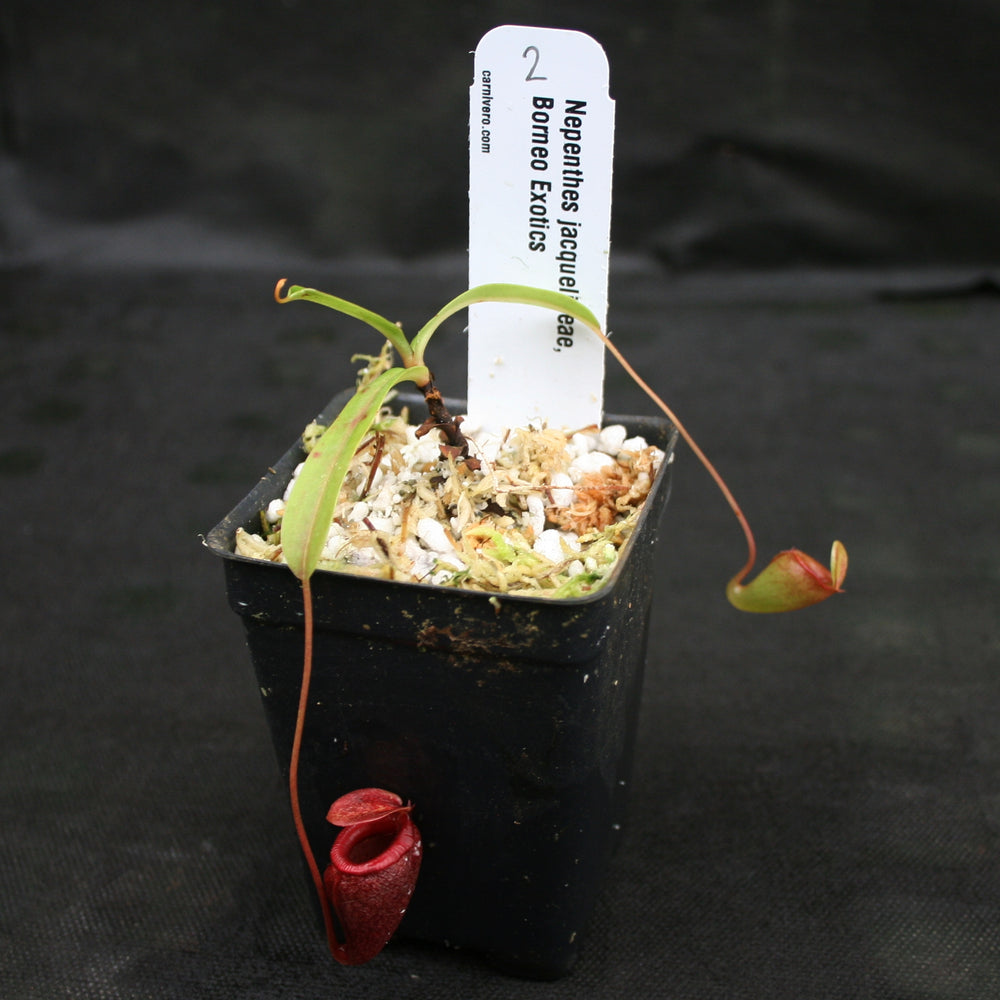 
                      
                        Nepenthes jacquelineae
                      
                    