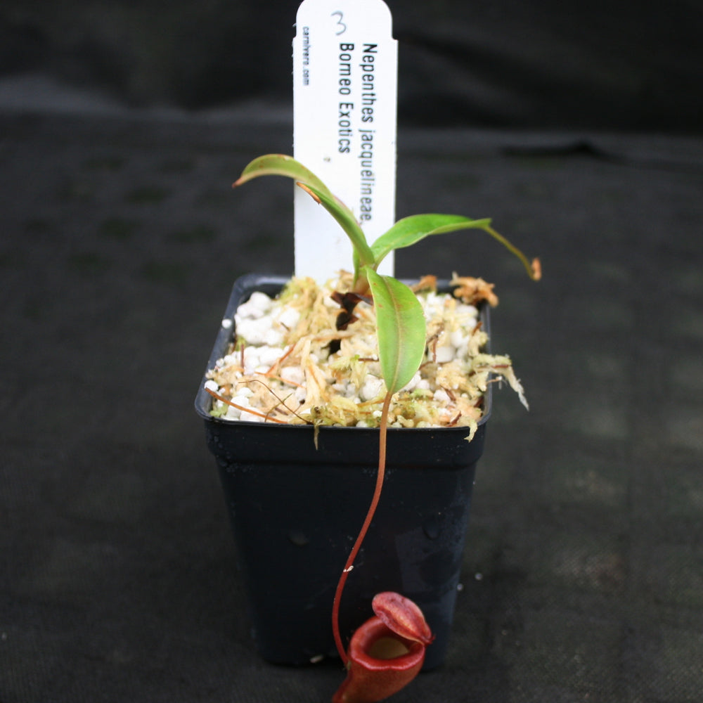 
                      
                        Nepenthes jacquelineae
                      
                    