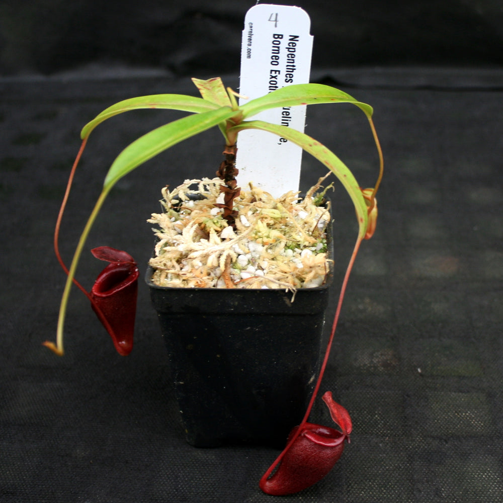 
                      
                        Nepenthes jacquelineae
                      
                    