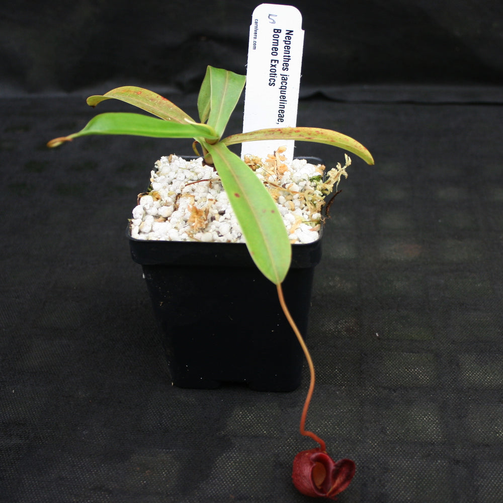 
                      
                        Nepenthes jacquelineae
                      
                    