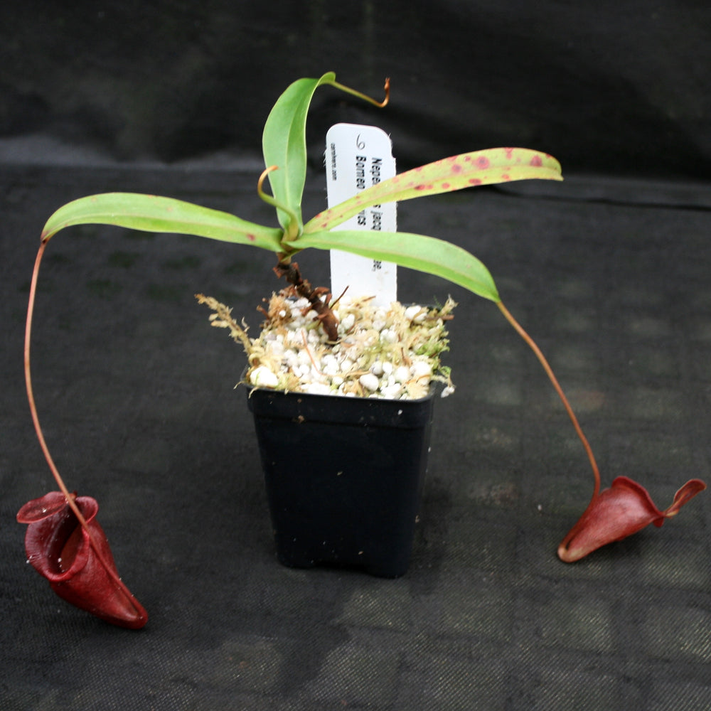 
                      
                        Nepenthes jacquelineae
                      
                    