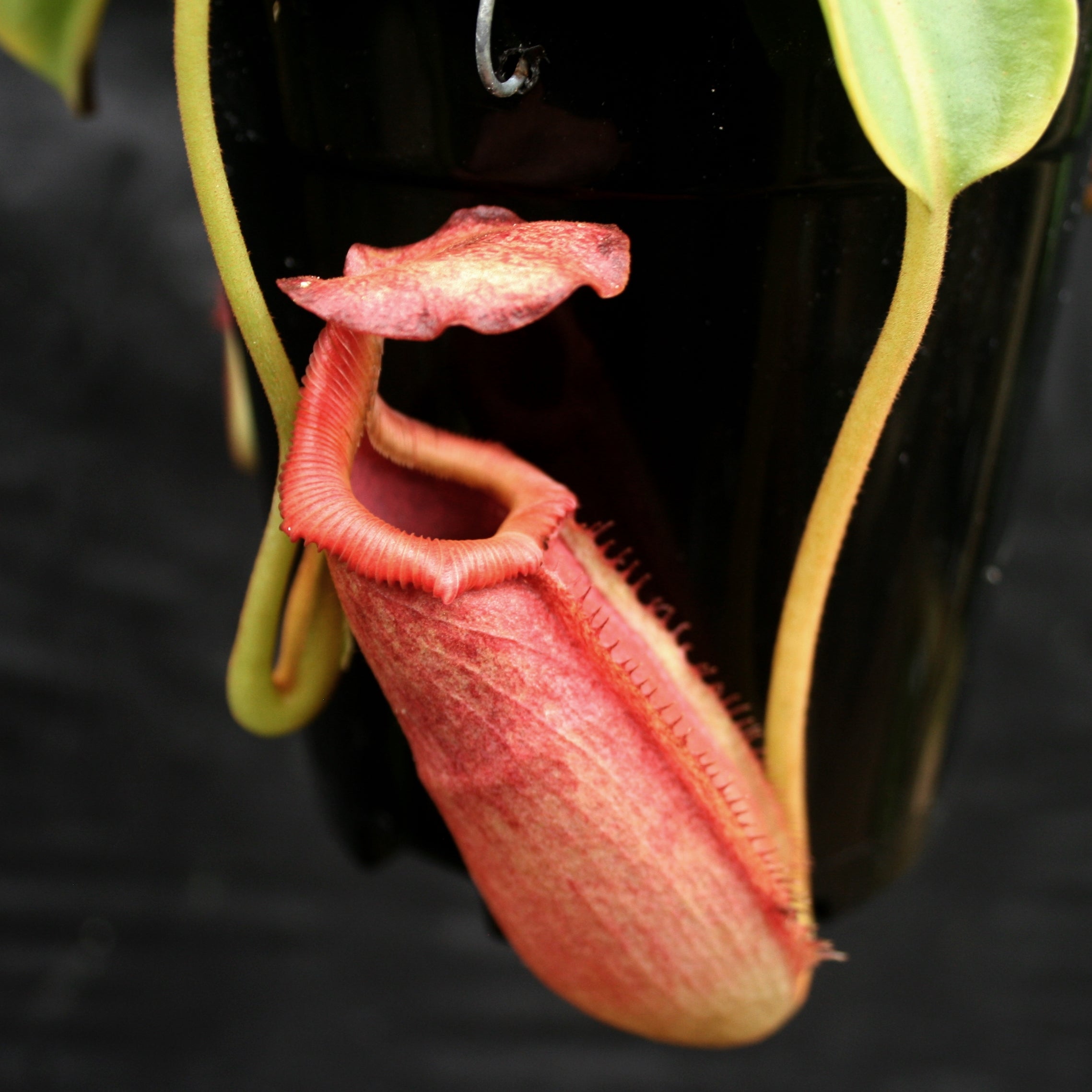 Nepenthes maxima x Trusmadiensis – Carnivero