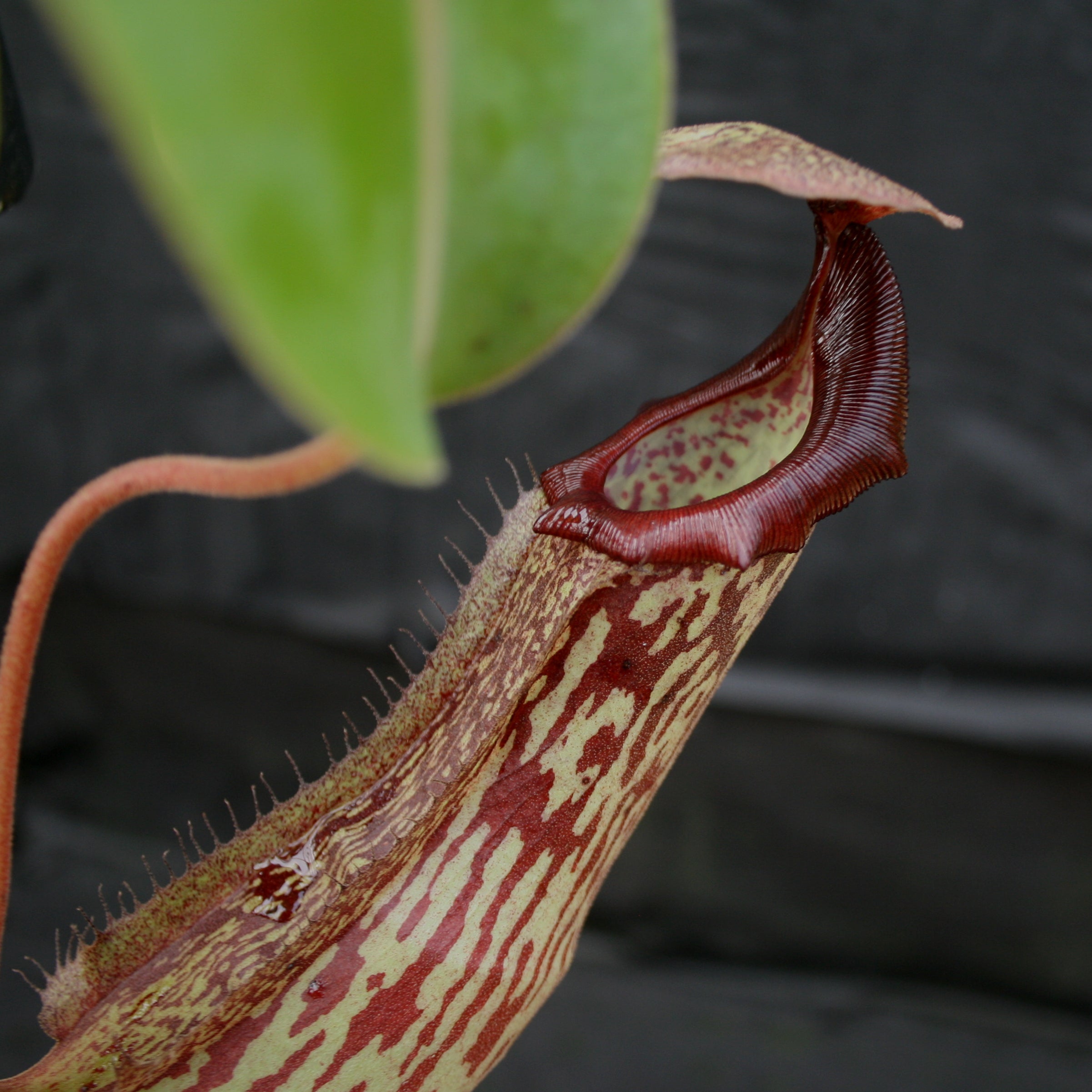 Nepenthes Marpesa x boschiana JB, CAR-0141 – Carnivero