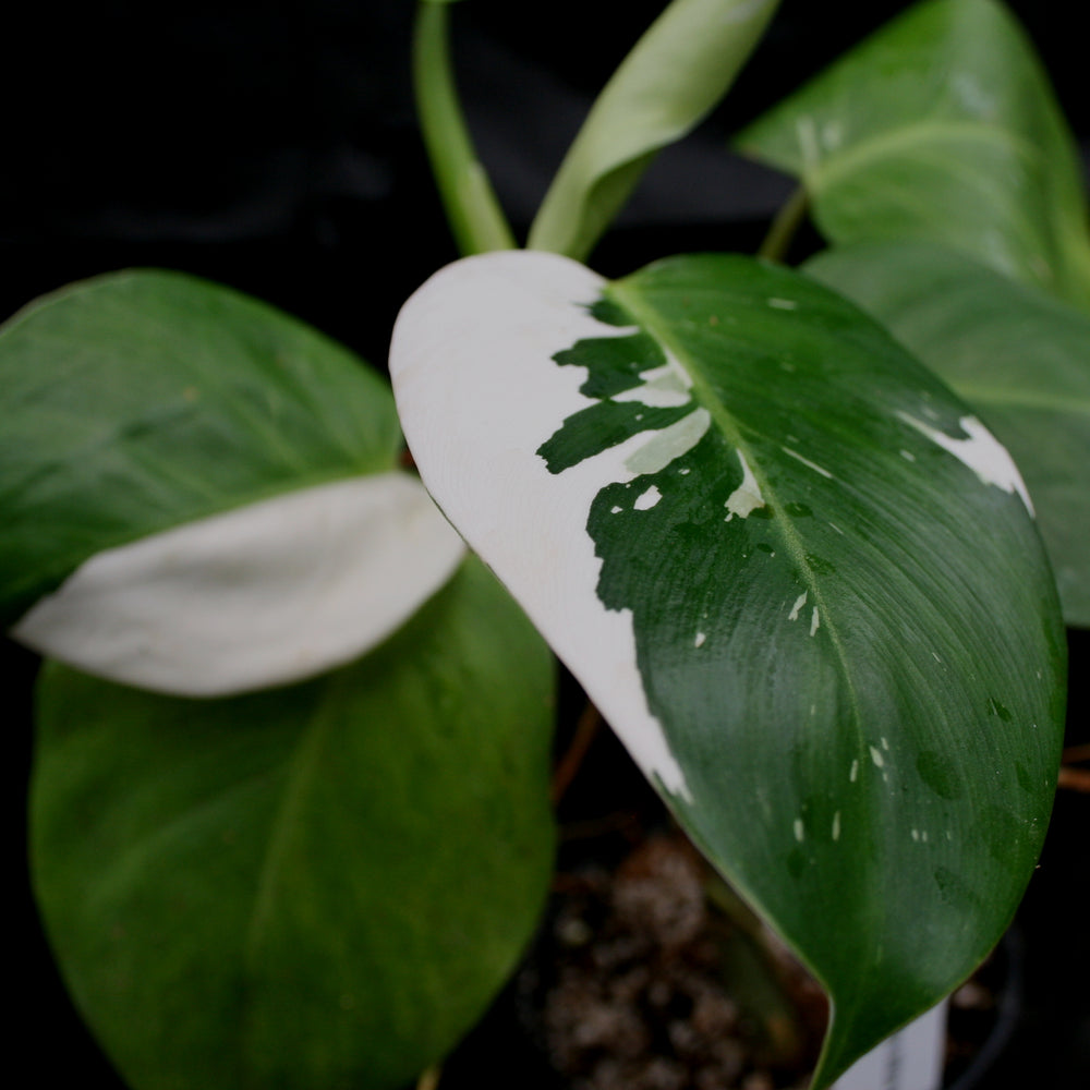 Philodendron 'White Wizard'