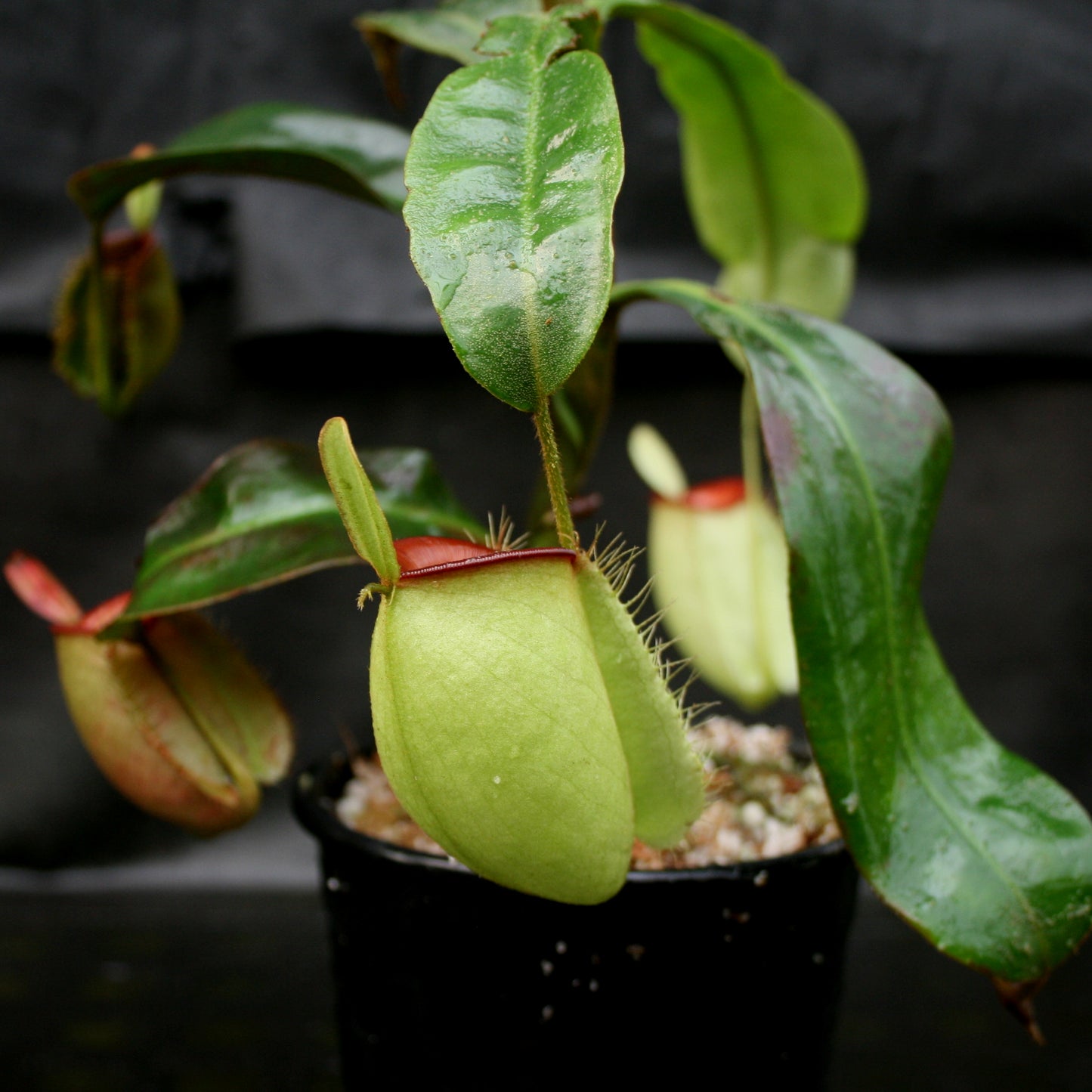 Nepenthes ampullaria "Hot Lips"