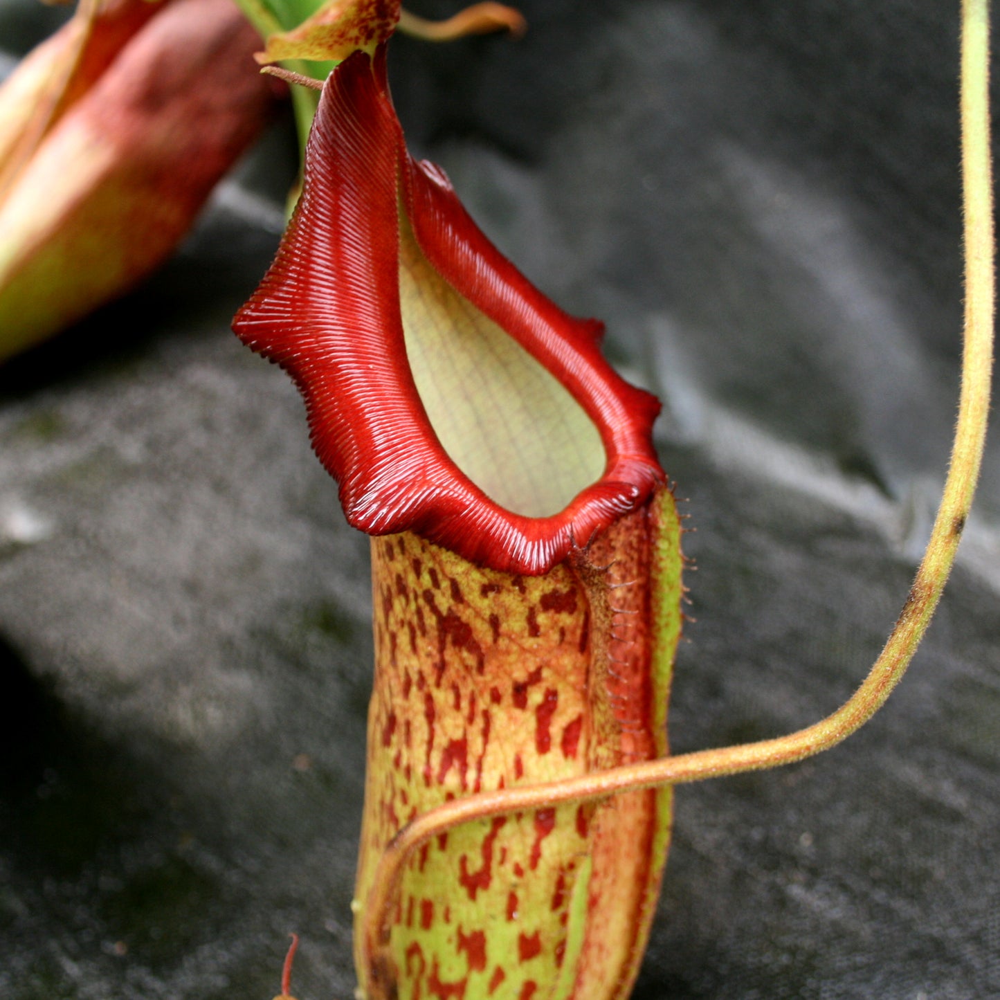 Nepenthes adrianii x maxima, CAR-0041