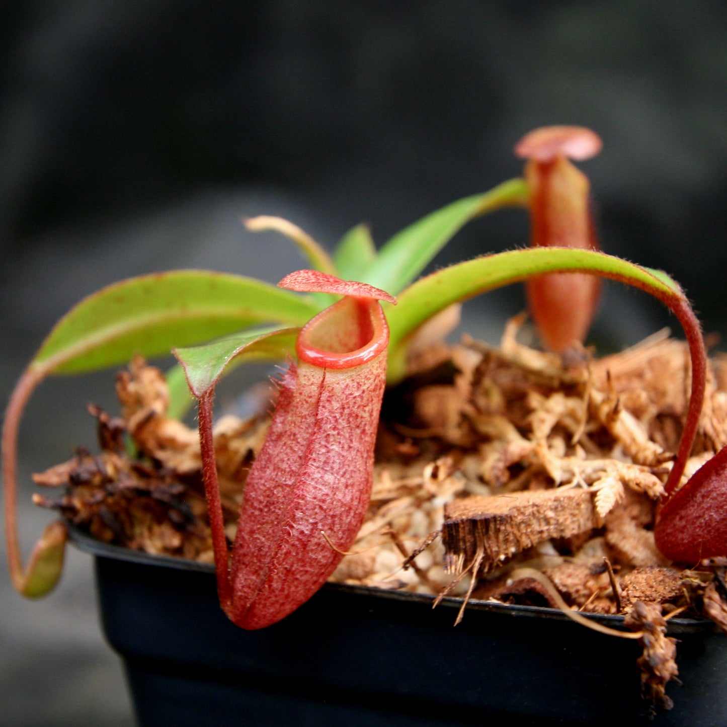 Nepenthes rajah x mira, BE-3518