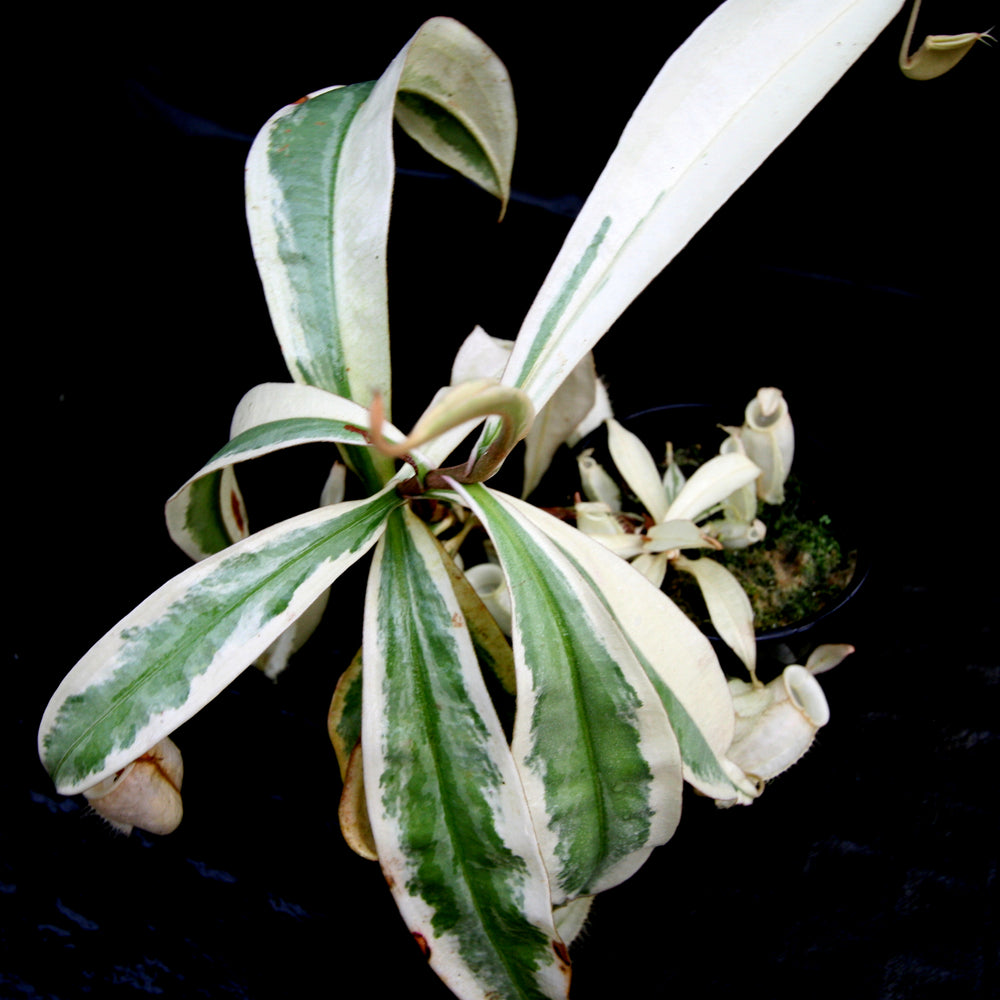 Nepenthes ampullaria variegated