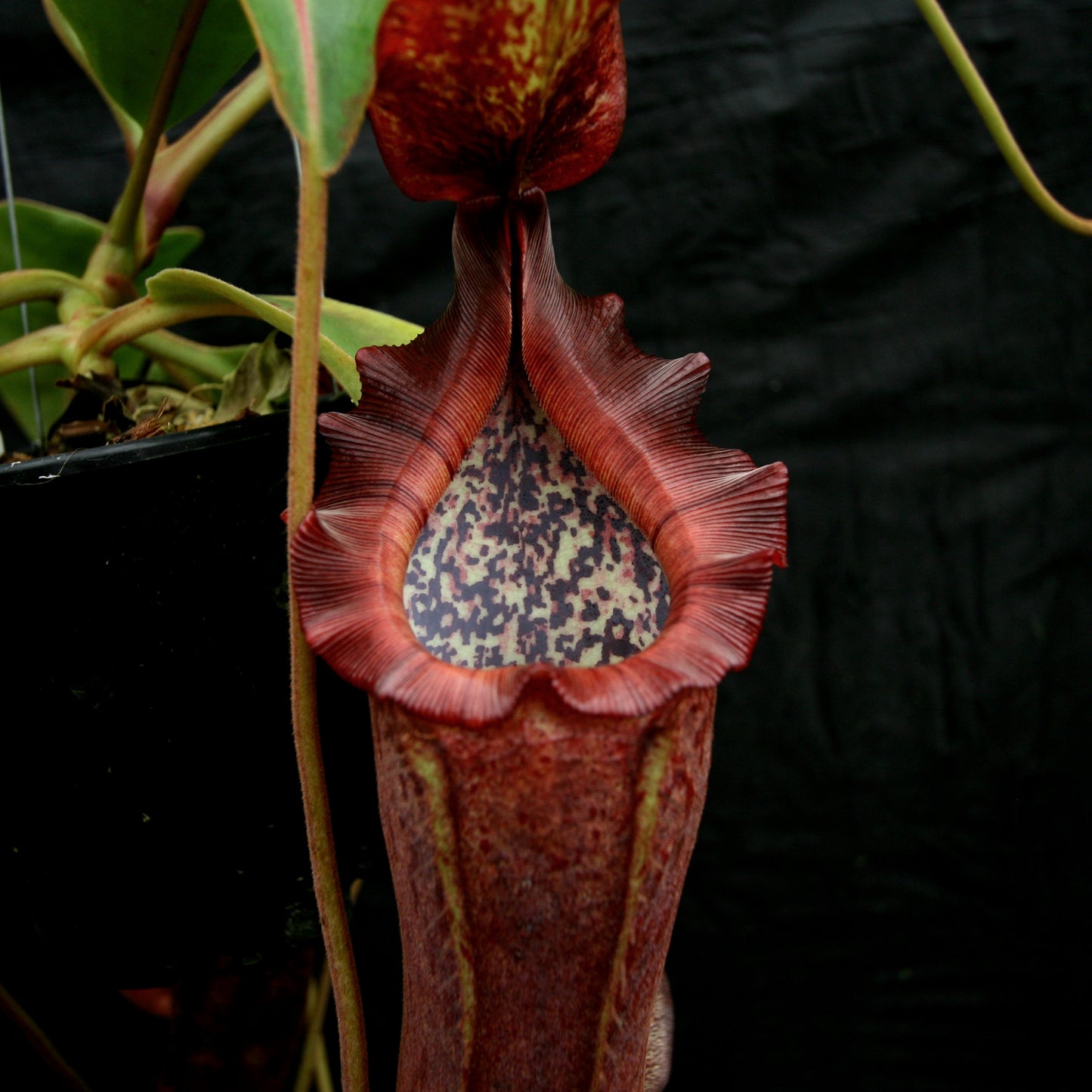 Nepenthes [(lowii x veitchii) x boschiana)] "Red Ruffled" x {boschiana x [truncata x (northiana x veitchii)]}, CAR-0162