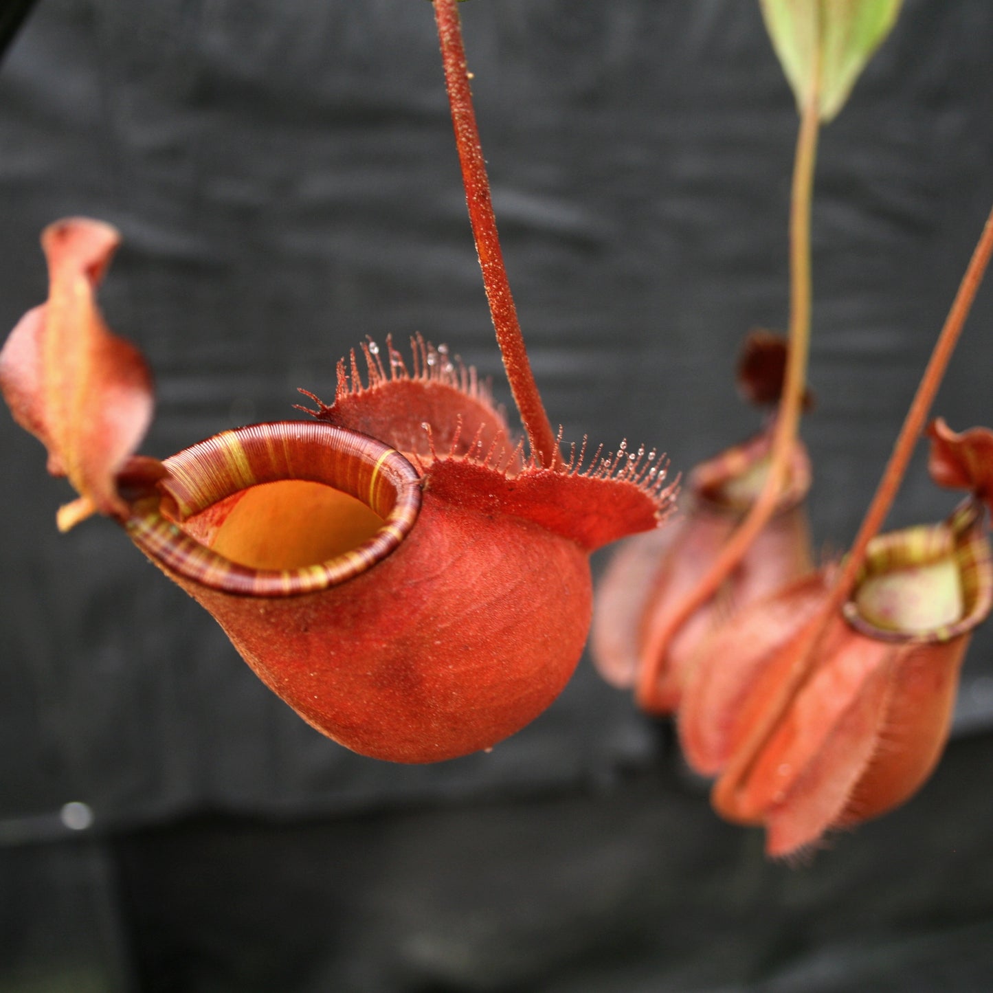 Nepenthes bicalcarata x ampullaria 'Black Miracle', CAR-0214