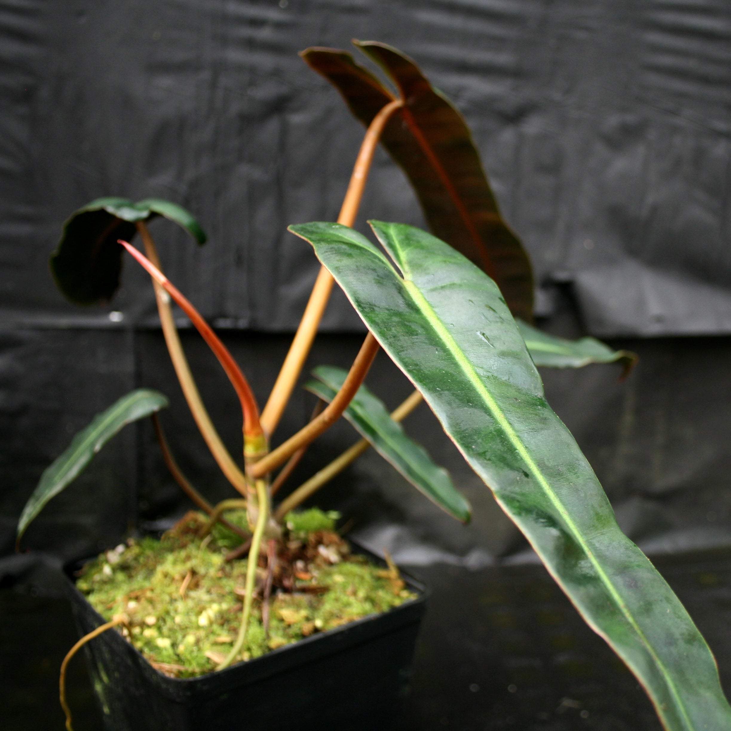 Atabapoense Philodendron selling