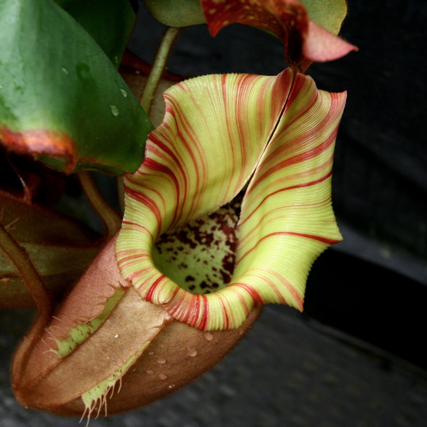 Nepenthes veitchii (#5 x "The Wave"), CAR-0062