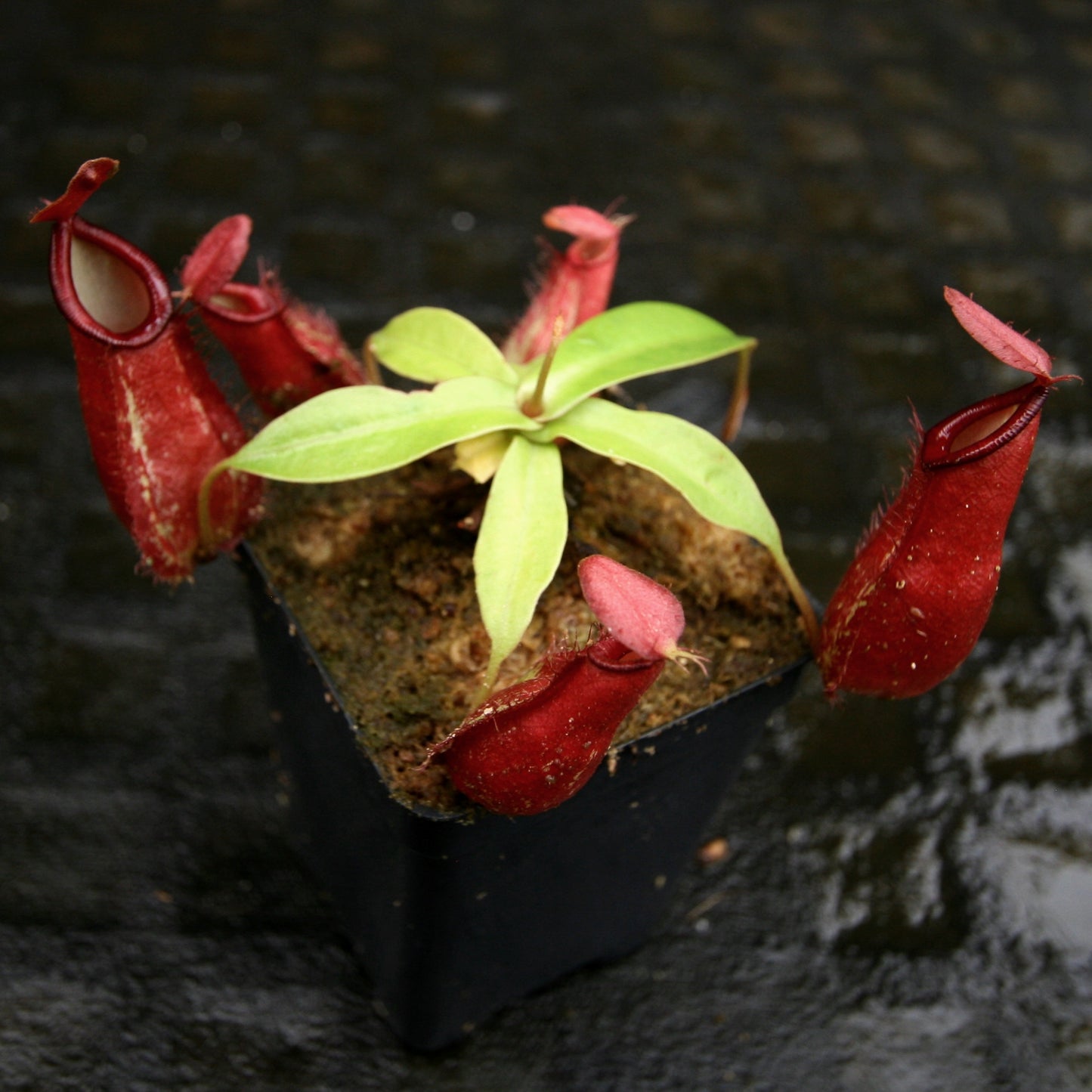 Nepenthes ampullaria (William's Red x Harlequin) x (sibuyanensis x merrilliana), CAR-0219, pitcher plant, carnivorous plant, collectors plant, large pitchers, rare plants