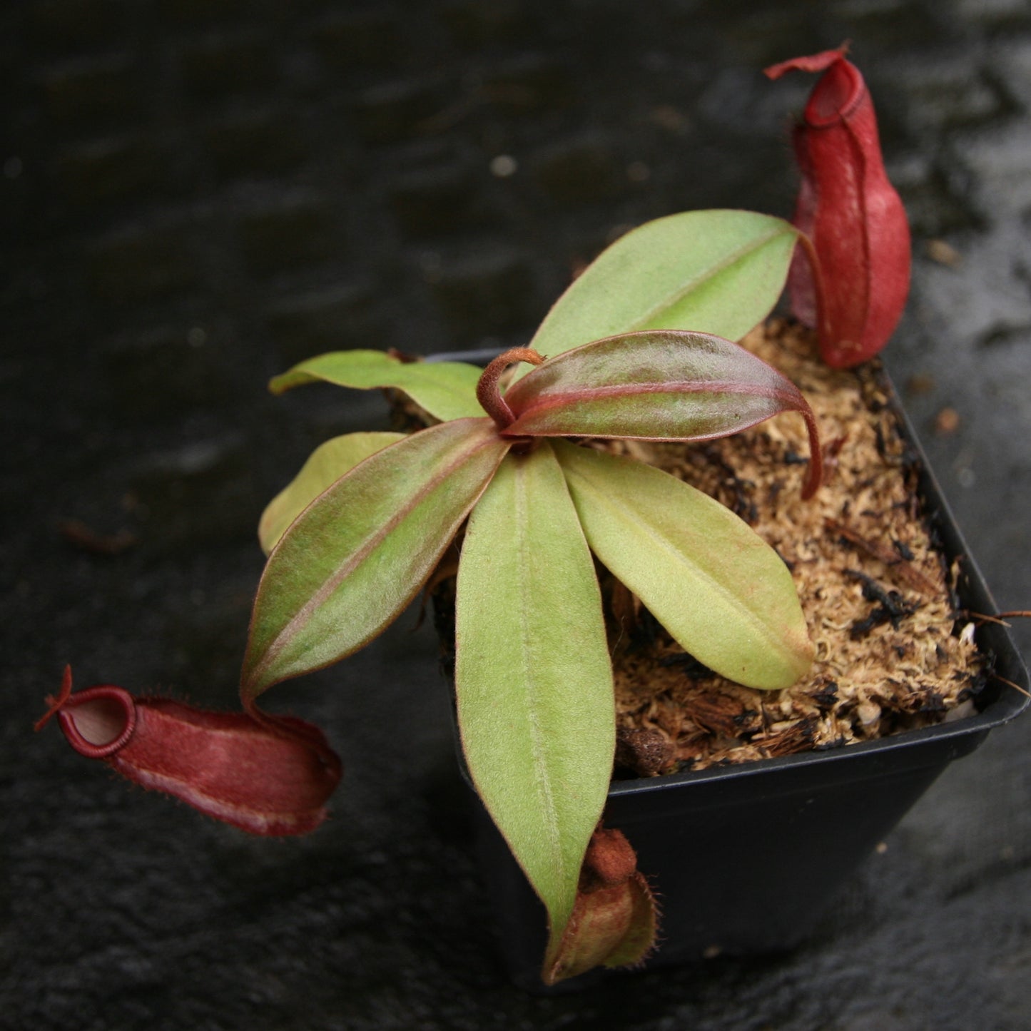 Nepenthes ampullaria (William's Red x Harlequin) x (sibuyanensis x merrilliana), CAR-0219, pitcher plant, carnivorous plant, collectors plant, large pitchers, rare plants