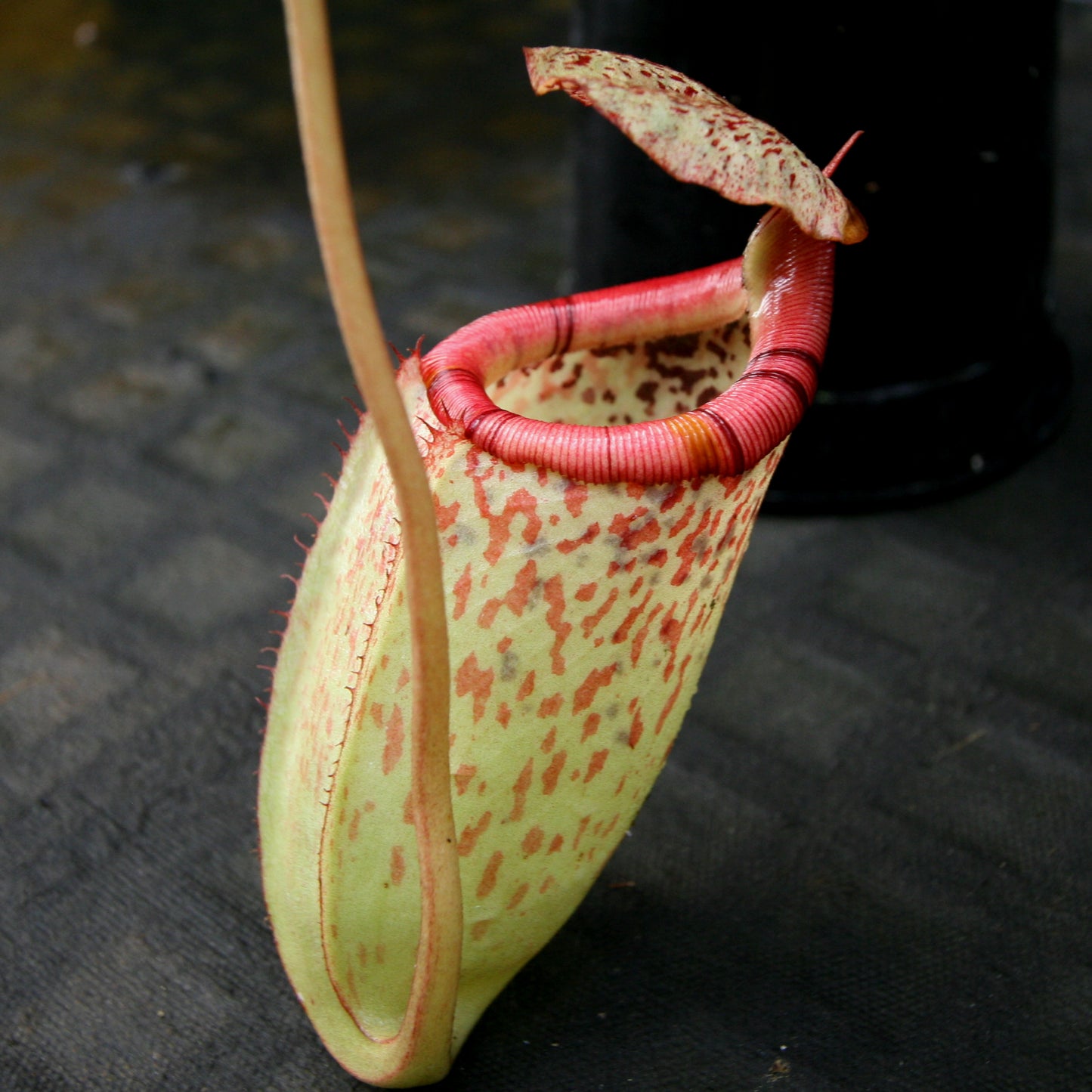 Nepenthes burbidgeae x sibuyanensis BE-3974