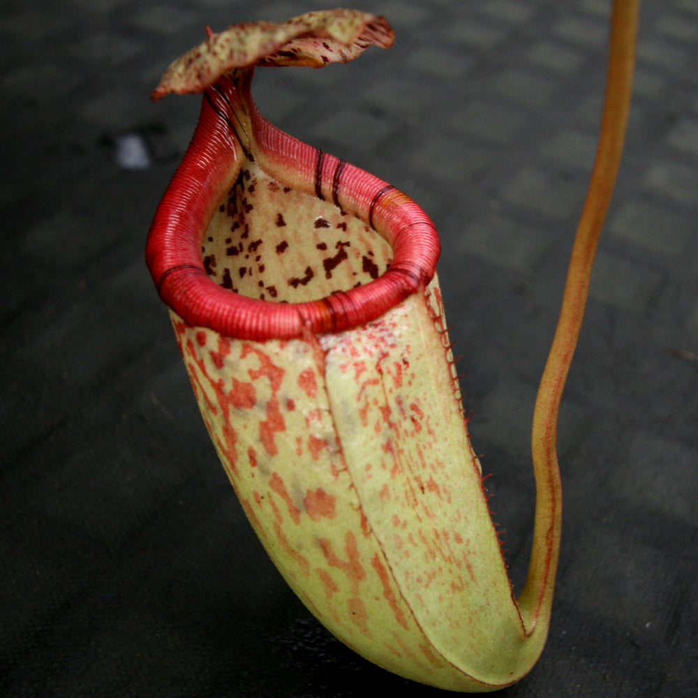 Nepenthes burbidgeae x sibuyanensis BE-3974