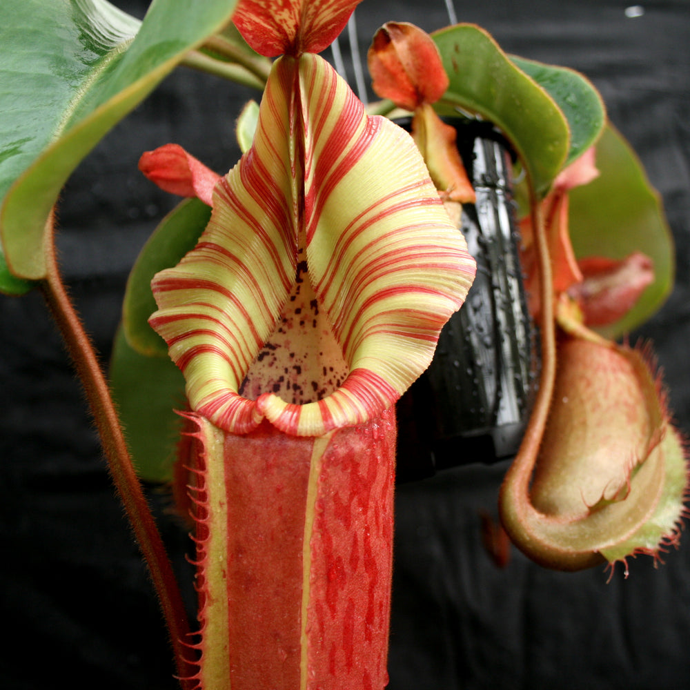 Nepenthes Song of Melancholy x veitchii 