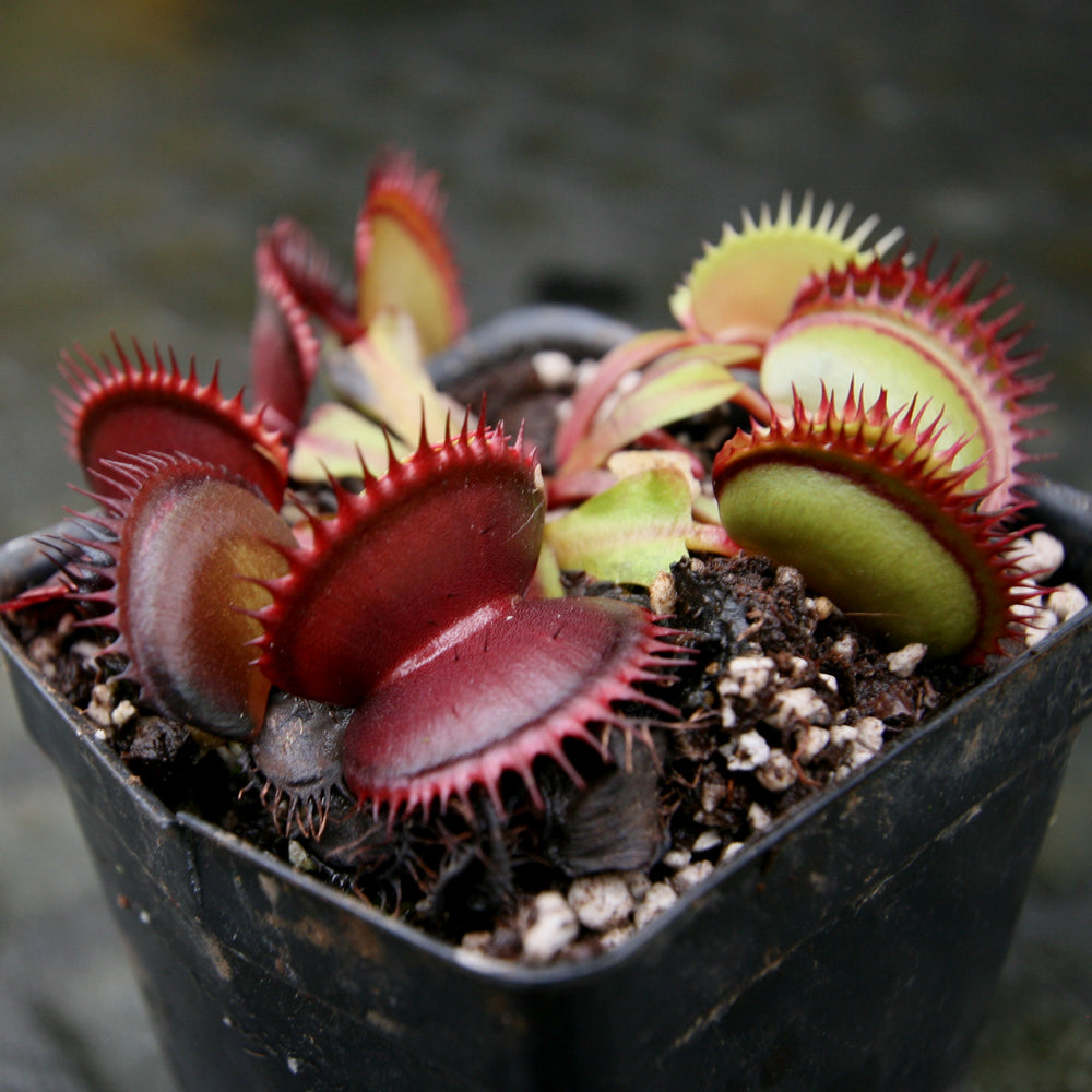 Venus Flytrap- Dionaea muscipula 