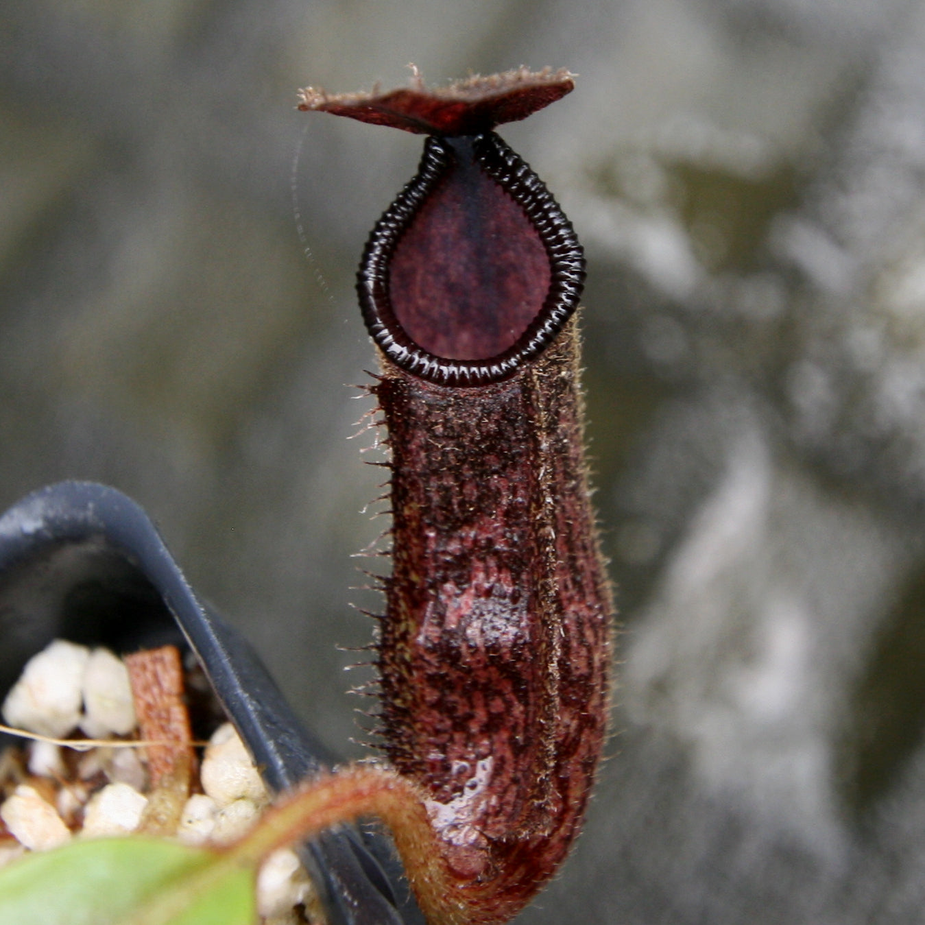 Nepenthes hamata x glandulifera, BE-4501