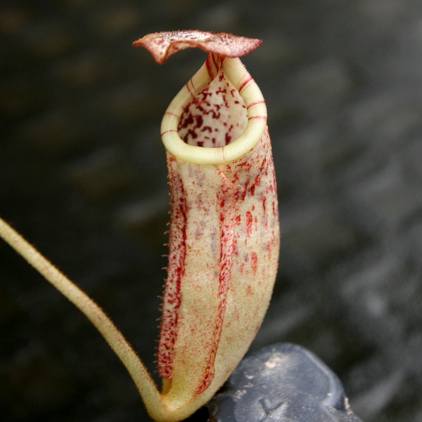 Nepenthes burbidgeae – Carnivero