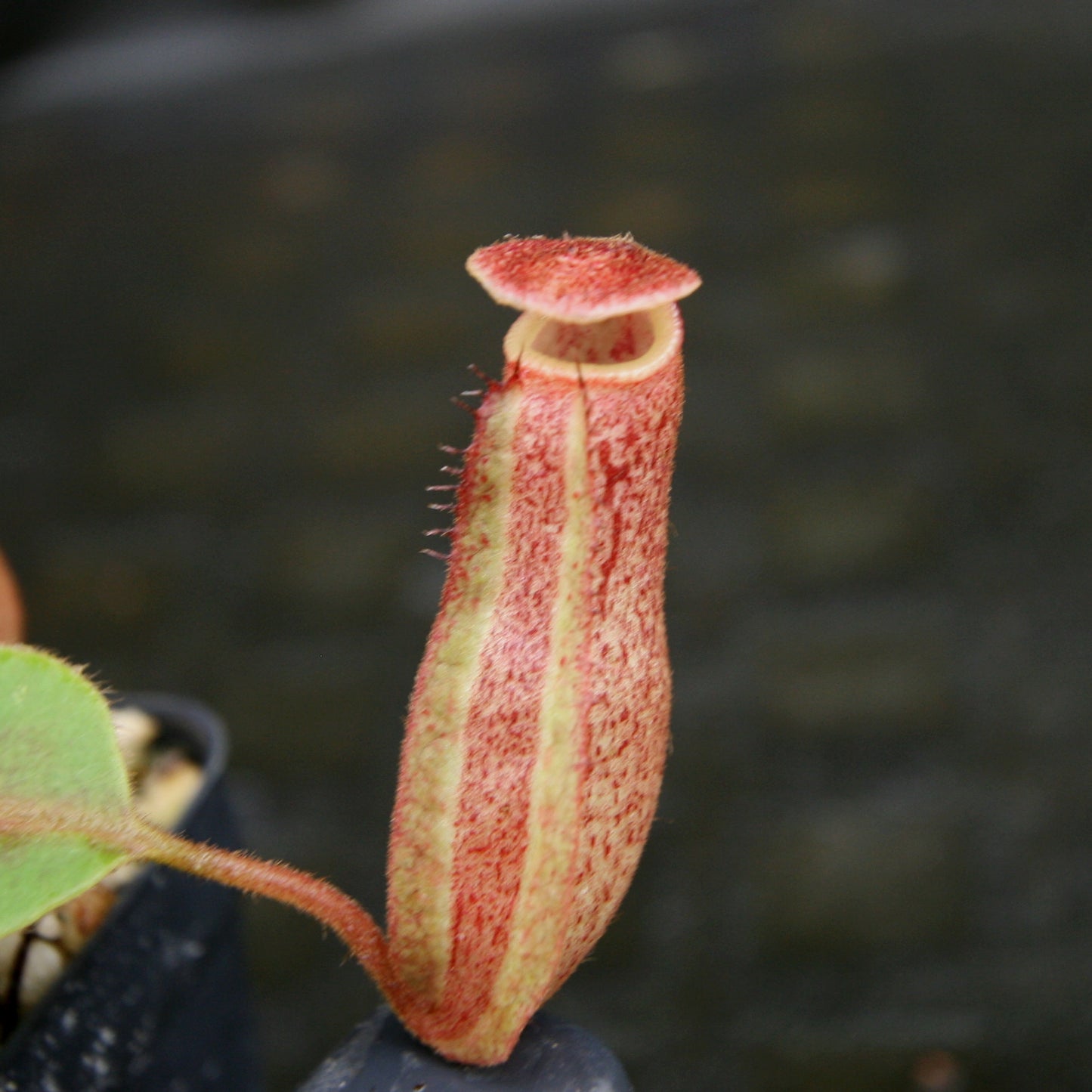 Nepenthes [(lowii x veitchii) x boschiana)] "Red Ruffled" x robcantleyi, CAR-0172