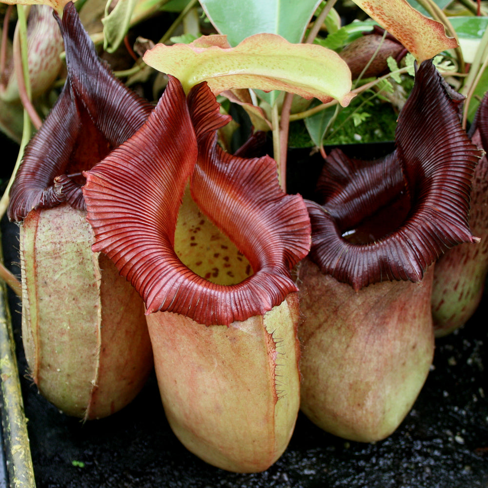 Nepenthes sibuyanensis x robcantleyi, BE-3713