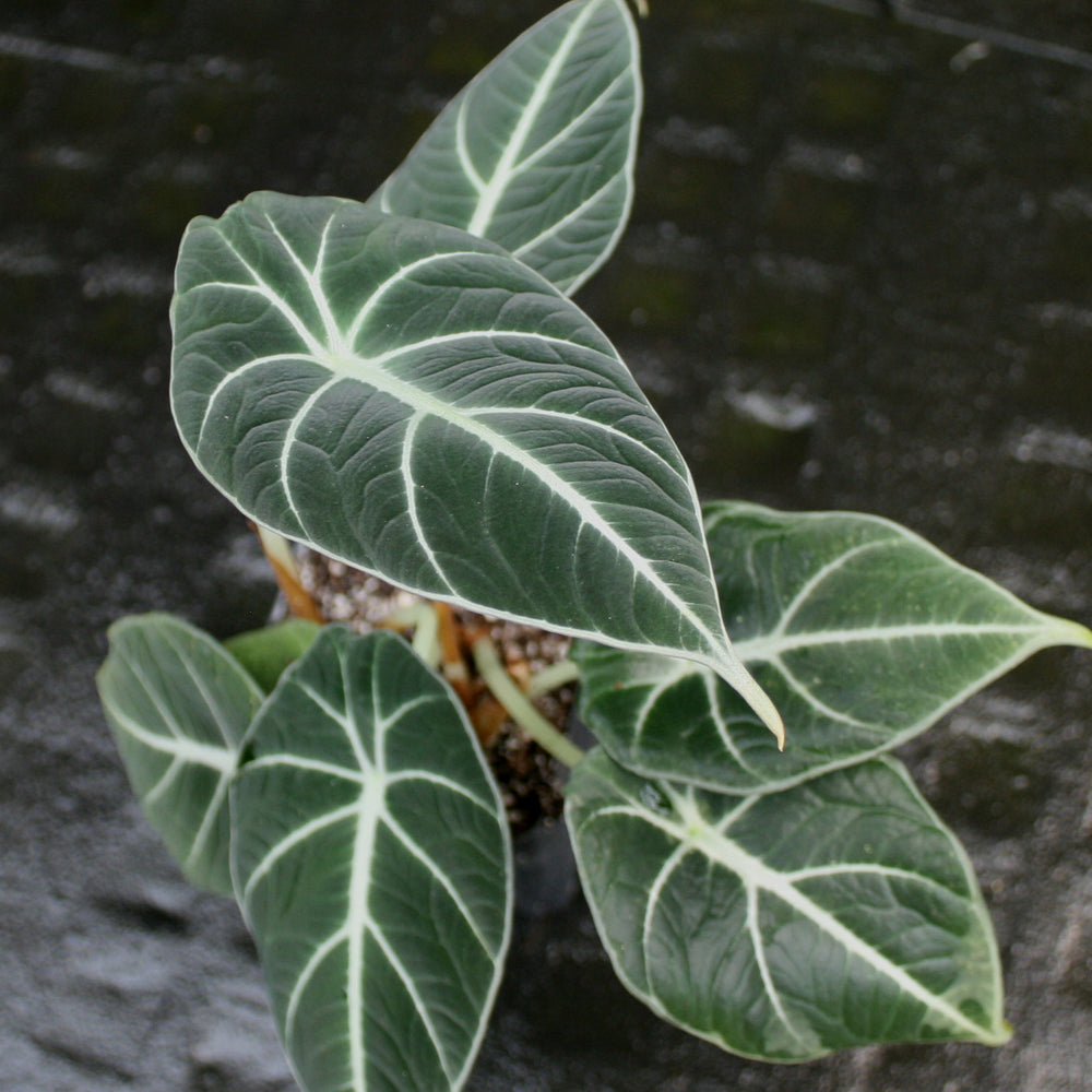 Alocasia reginula 'Black Velvet', Black Velvet Alocasia