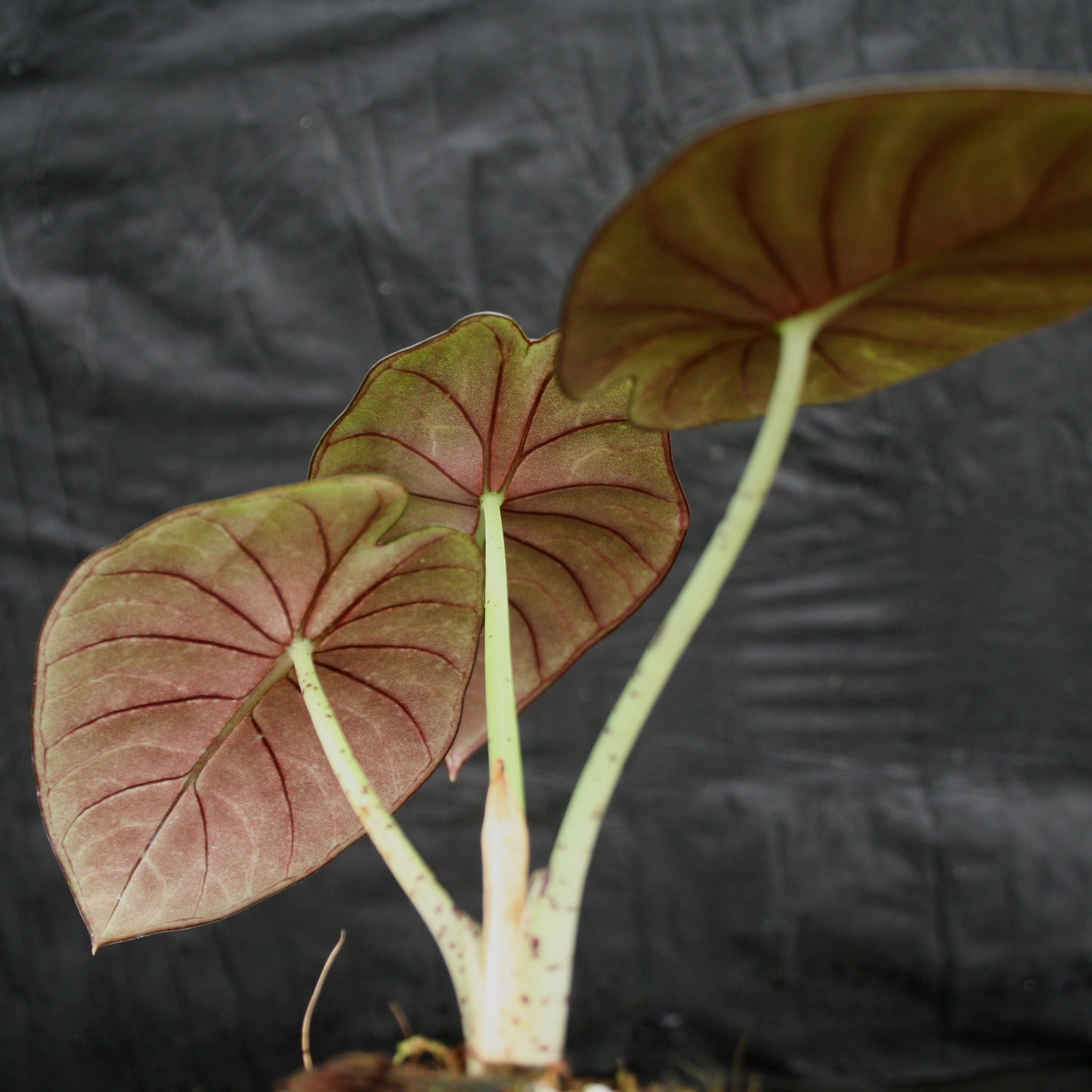 Alocasia nebula