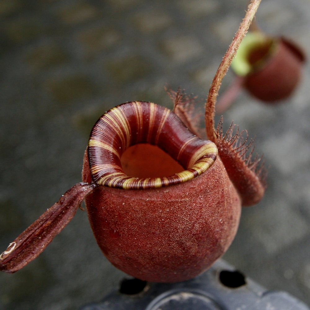 Nepenthes ampullaria 'Black Miracle'