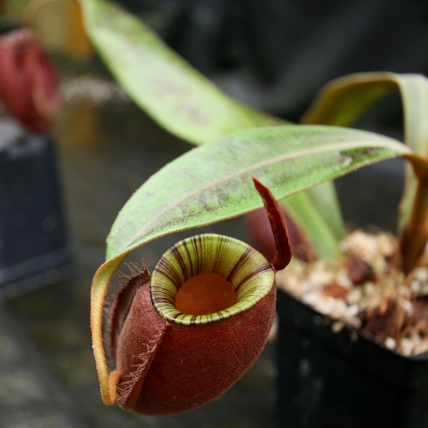 Nepenthes ampullaria 'Black Miracle'