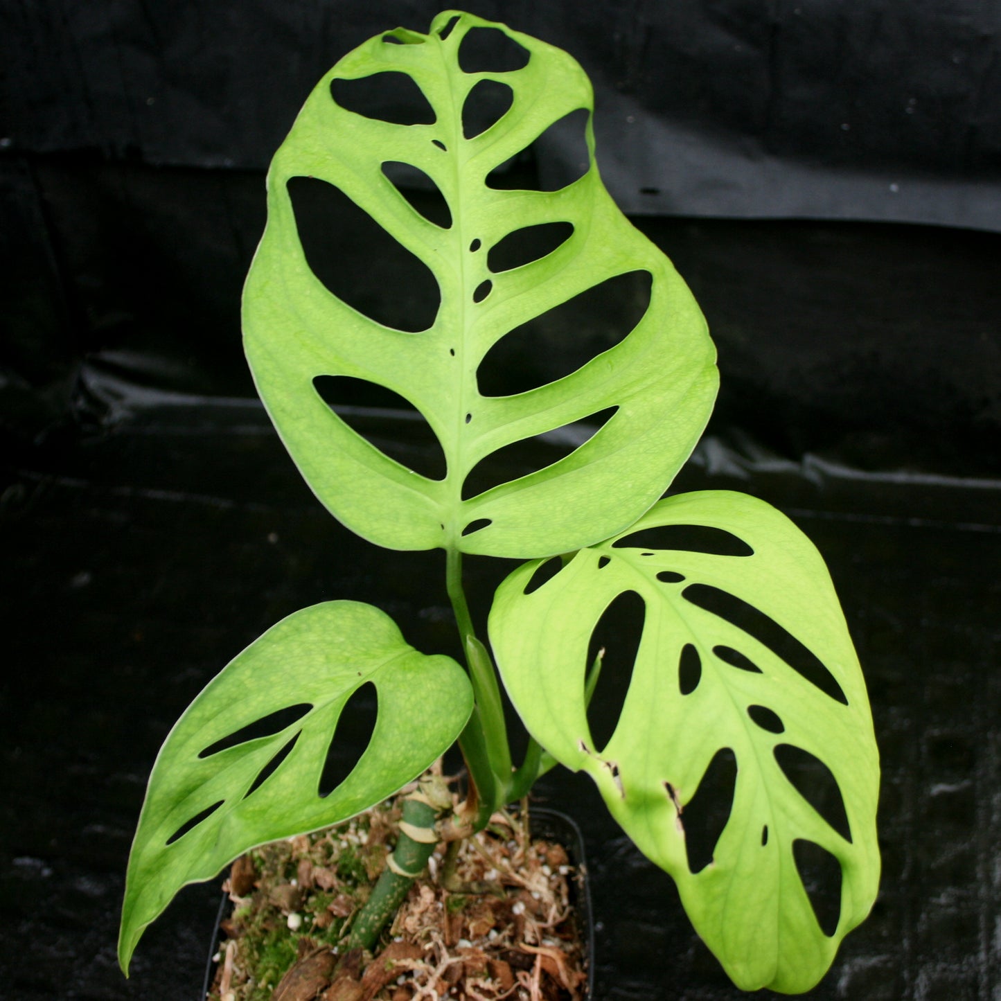 Monstera esqueleto