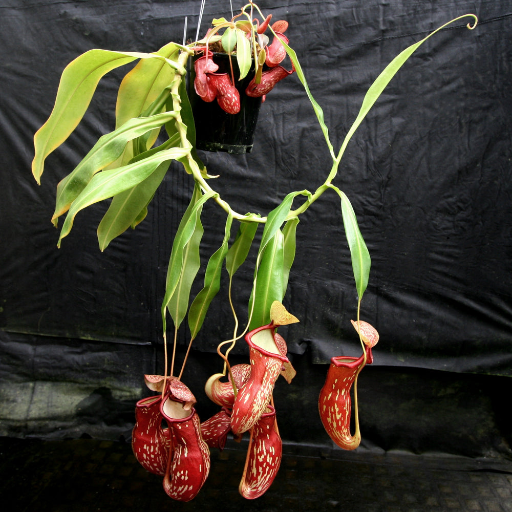 Nepenthes 'Gaya'