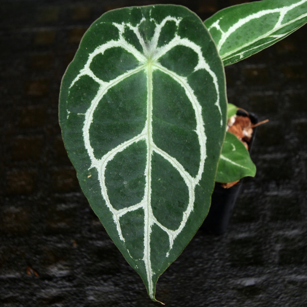 Anthurium crystallinum 'Dark' x forgetii Silver, CAR-0238