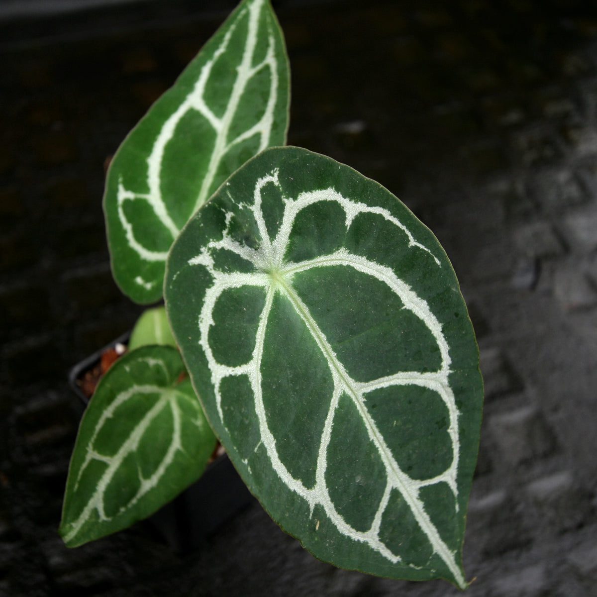 Anthurium crystallinum 'Dark' x forgetii Silver, CAR-0238 – Carnivero