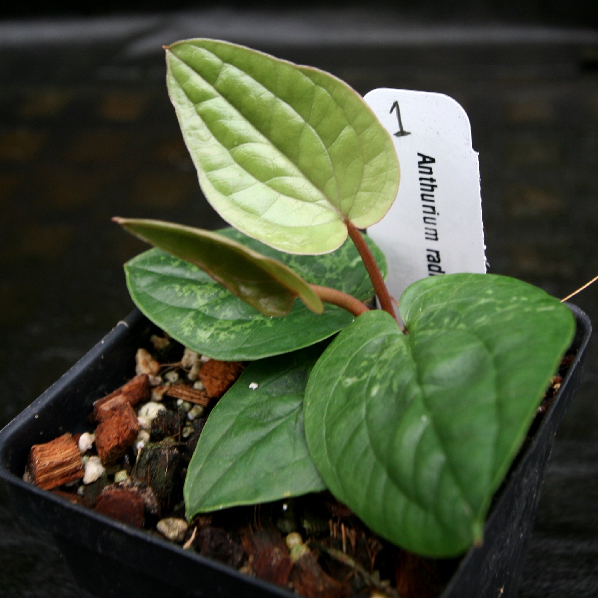 Anthurium hotsell Radicans