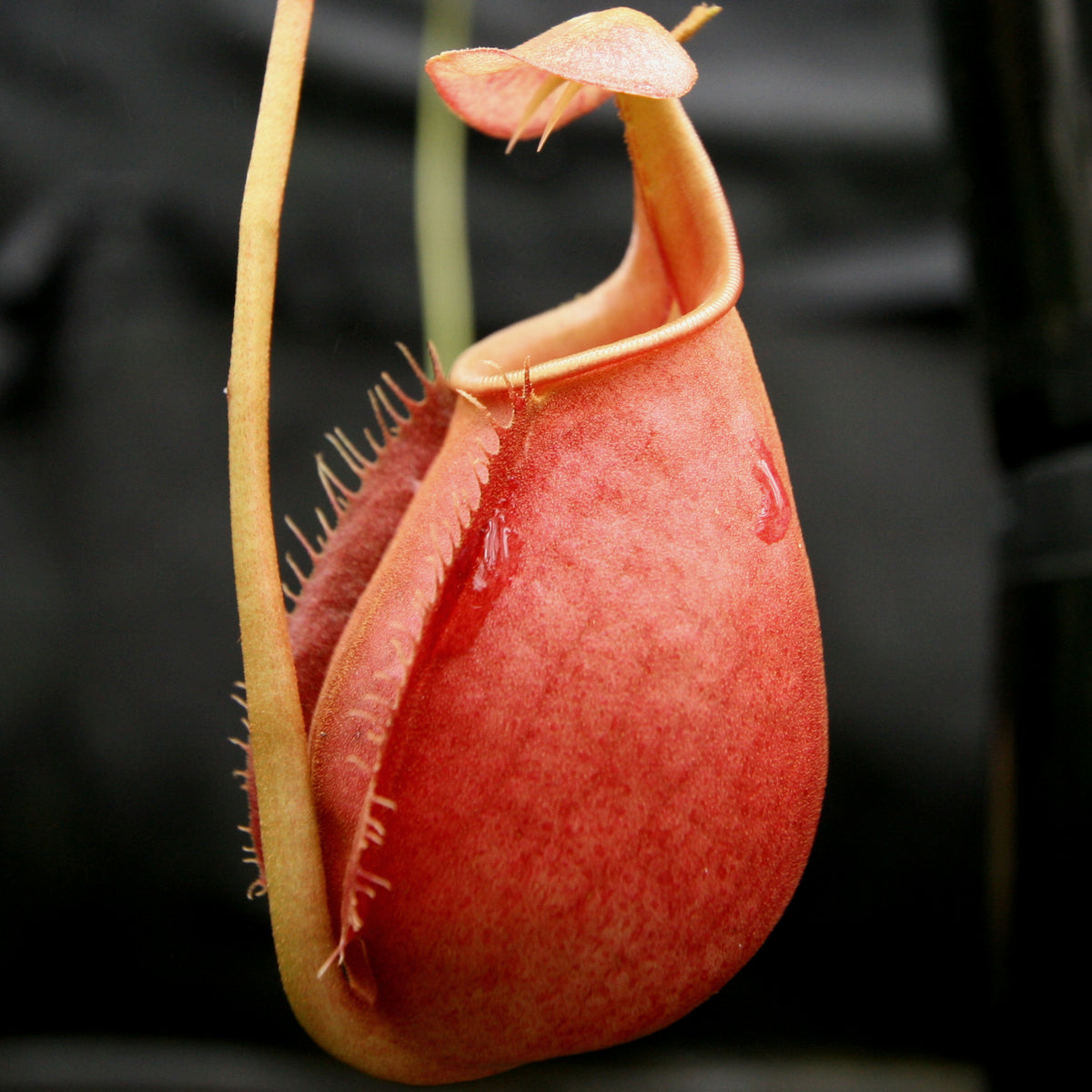 Nepenthes Bicalcarata (from Seed) – Carnivero