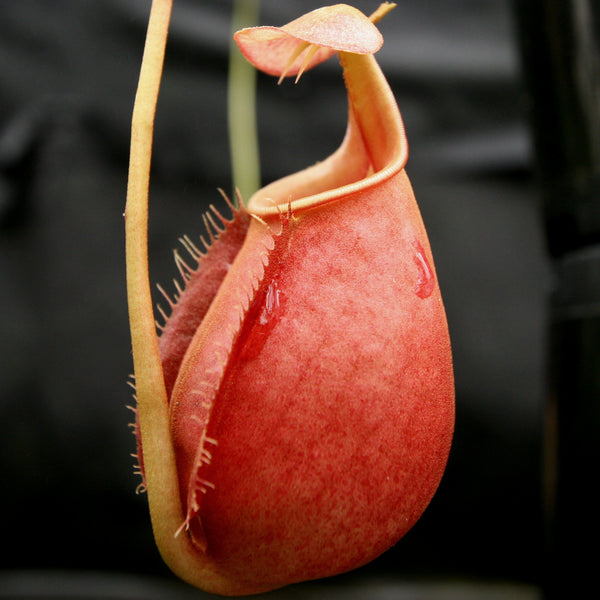 Nepenthes Madagascariensis, BE-3247 | Nepenthes South East Asia 