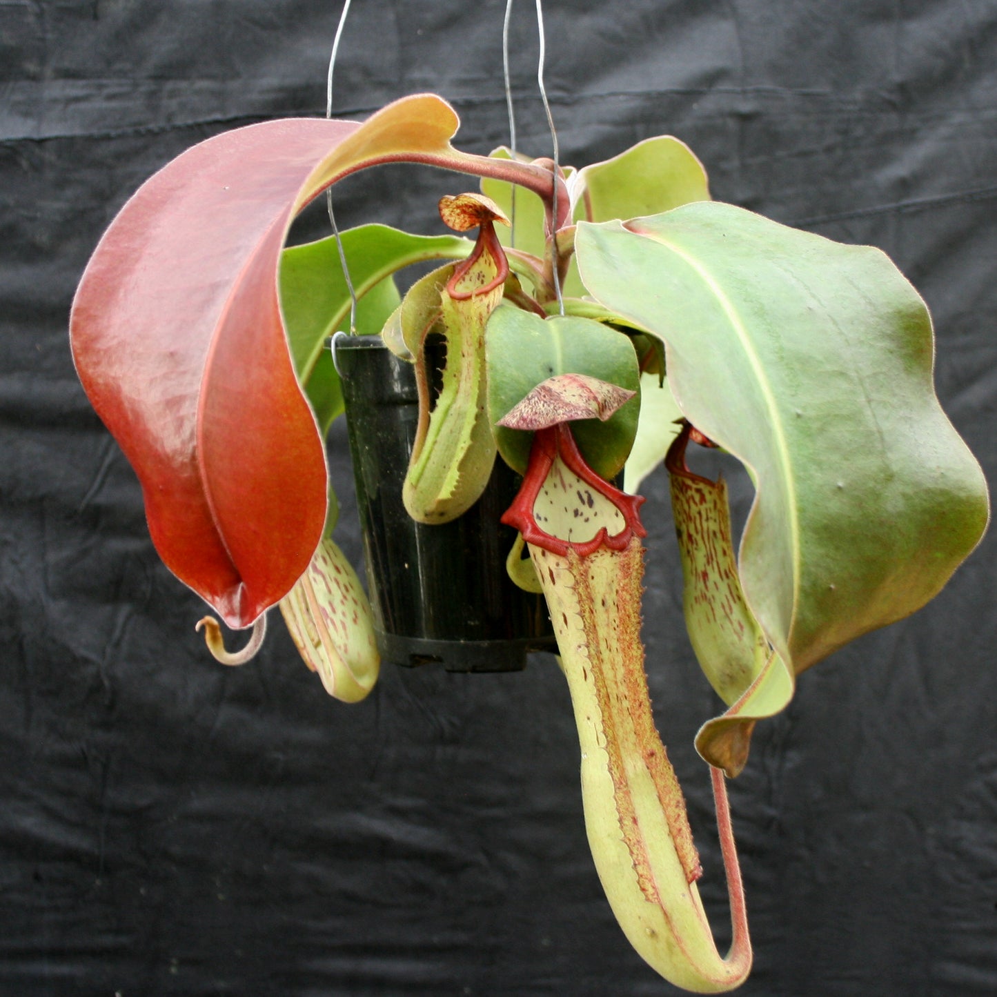 Nepenthes Marpesa x clipeata, CAR-0130