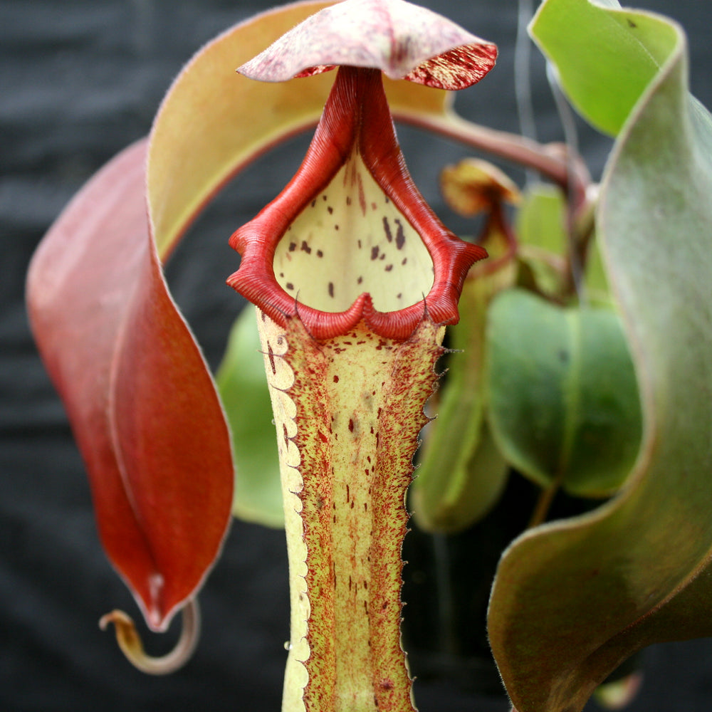 Nepenthes Marpesa x clipeata, CAR-0130