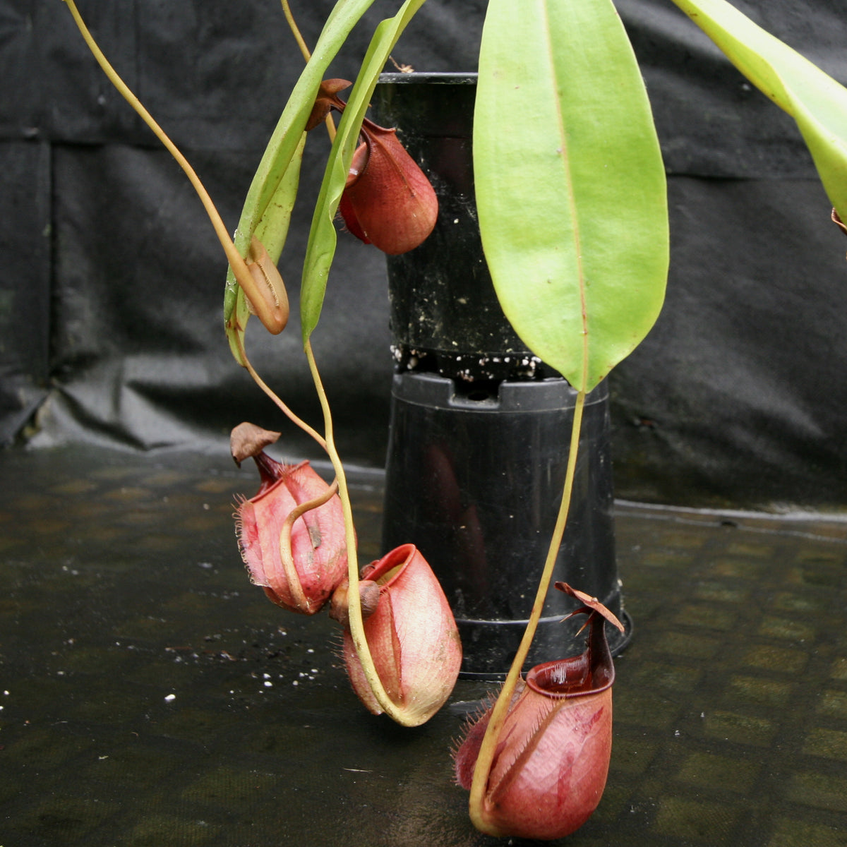 Nepenthes Bicalcarata (from Seed) – Carnivero