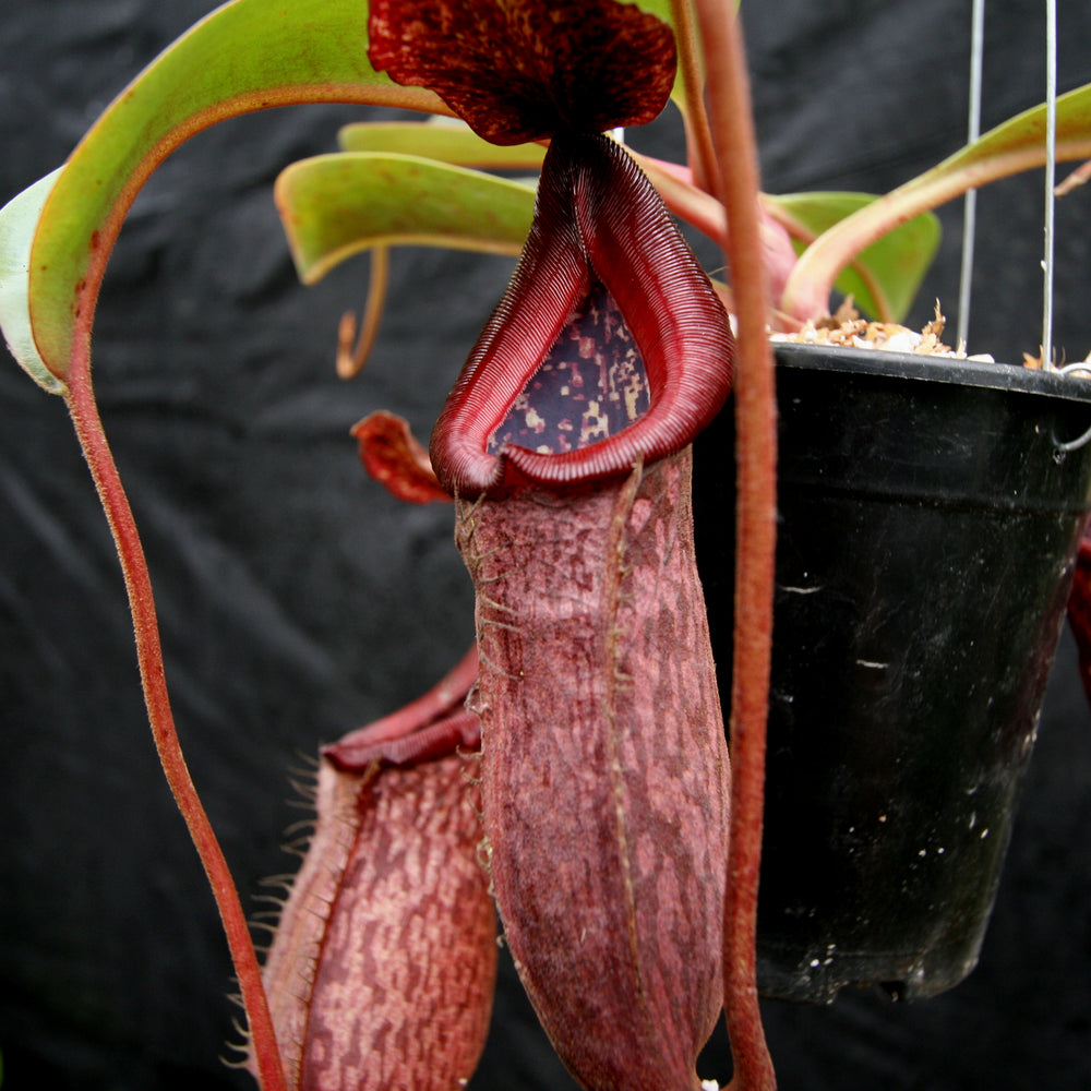 Nepenthes (Rokko x boschiana) x [(lowii x veitchii) x boschiana], CAR-0227