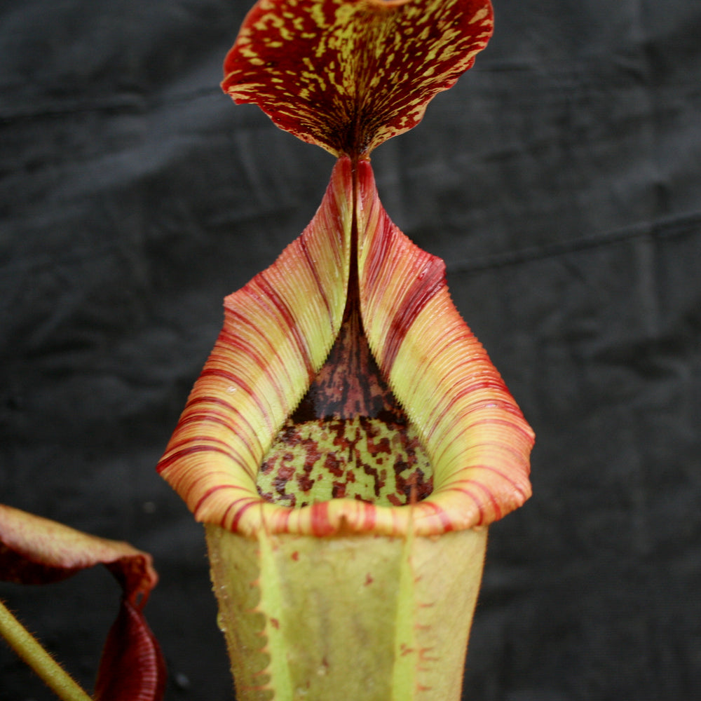 Nepenthes (truncata x campanulata) x veitchii 